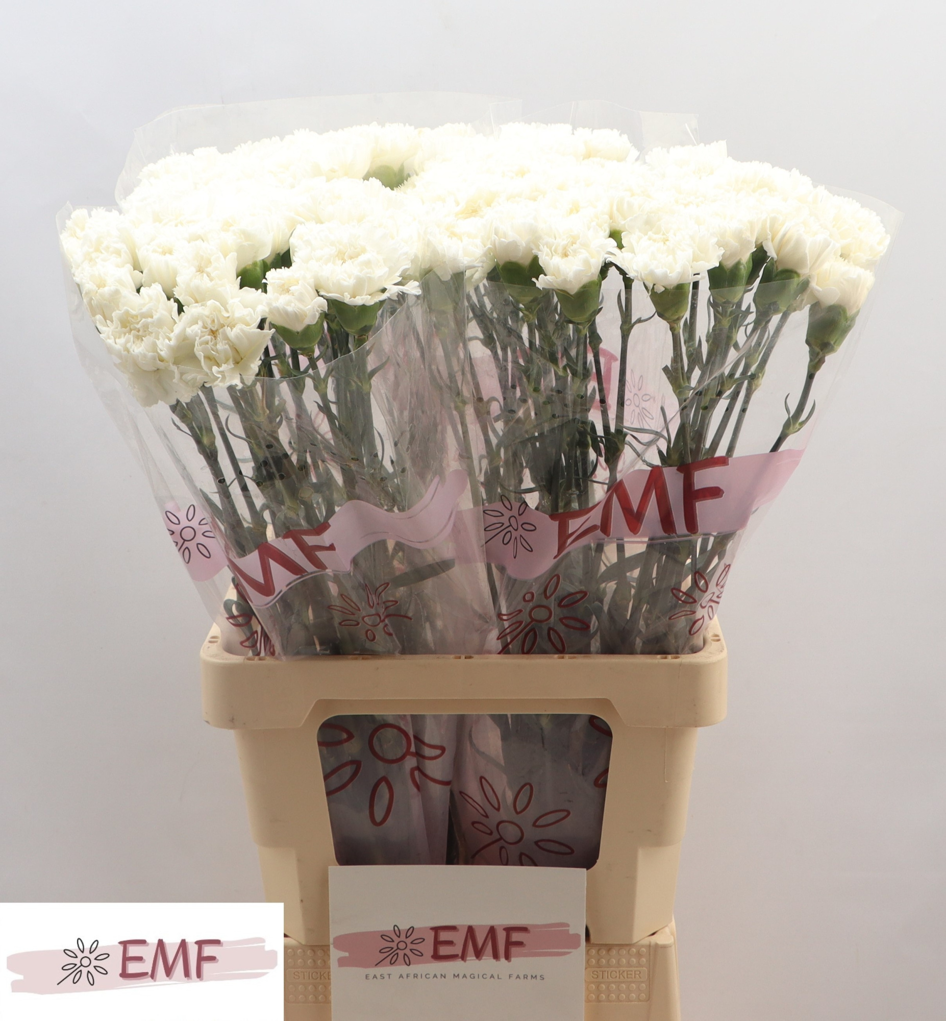 Диантус од. Холли, шт.