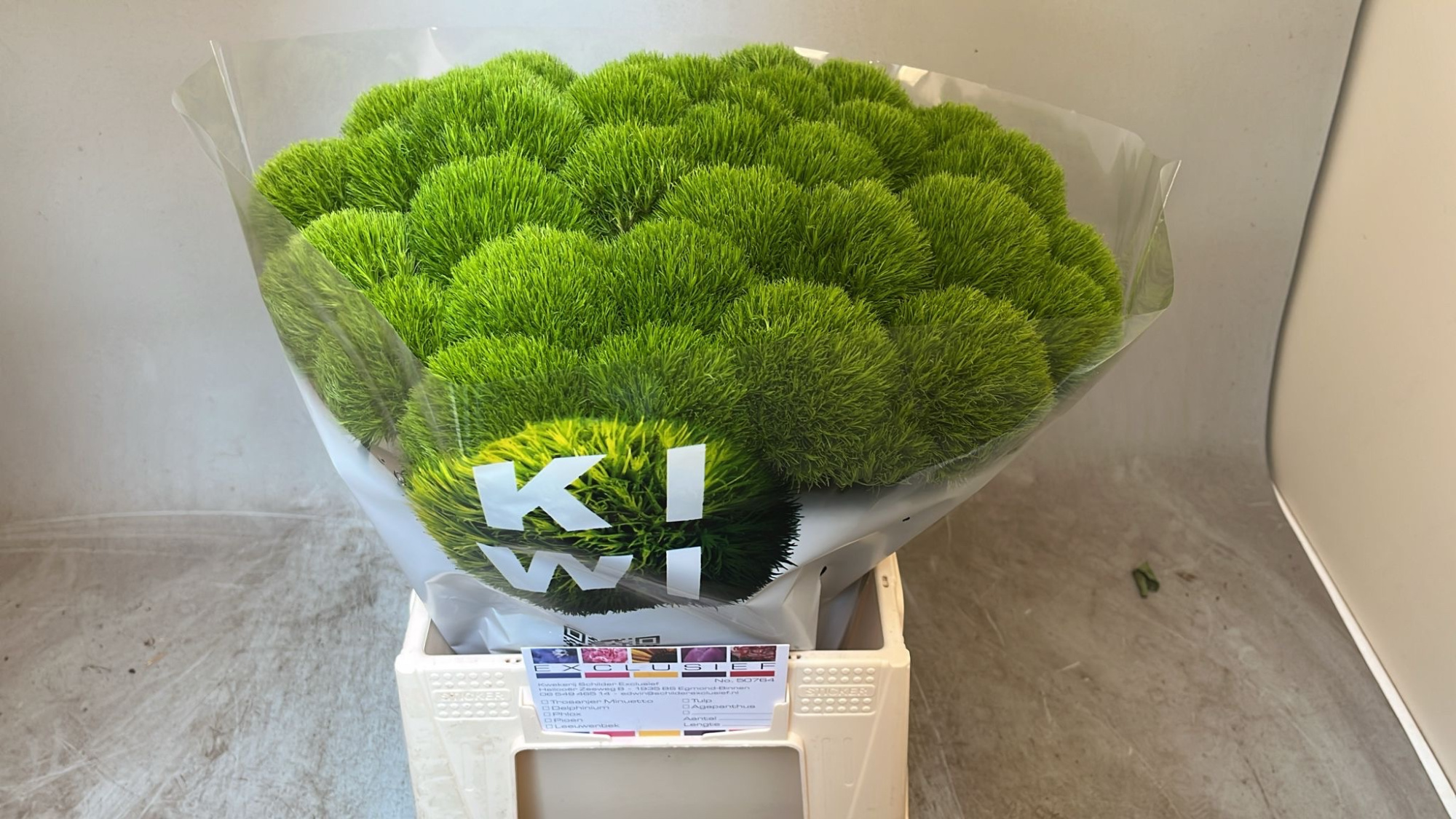 Диантус Барбатус Киви Меллоу Кул 45, шт.