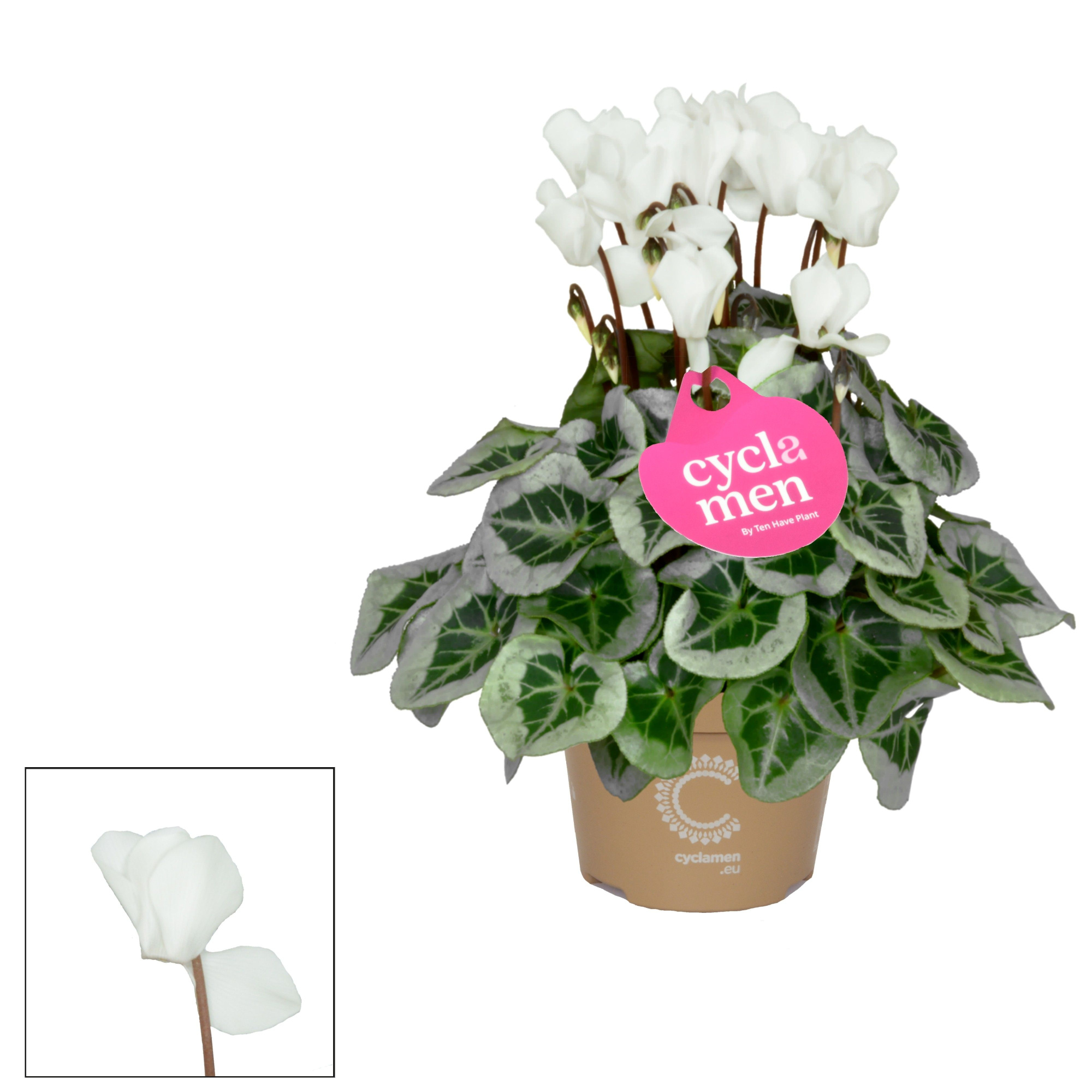 Cyclamen SS Picasso Wit, D 11 cm