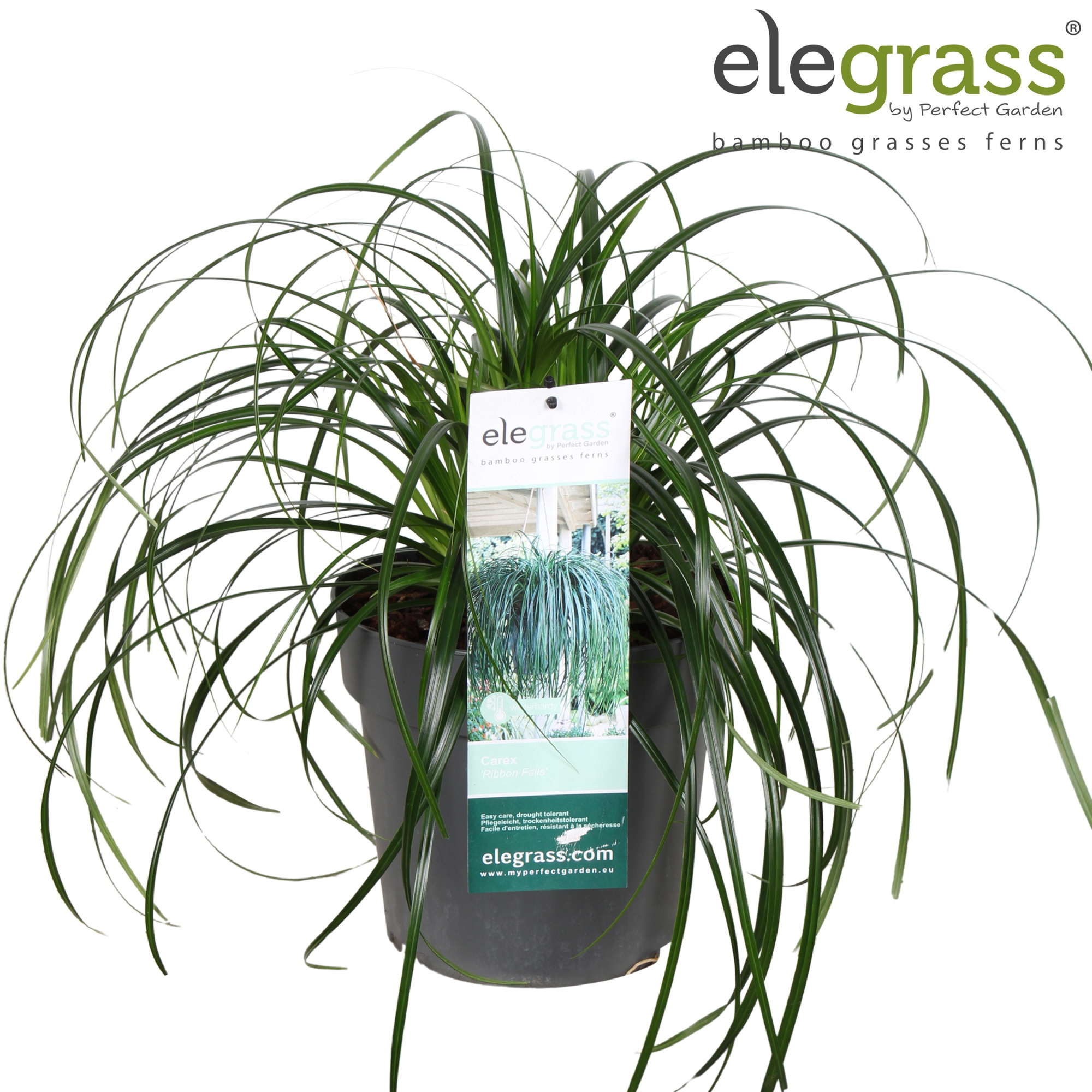Carex 'Ribbon Falls' P23, D 23 cm