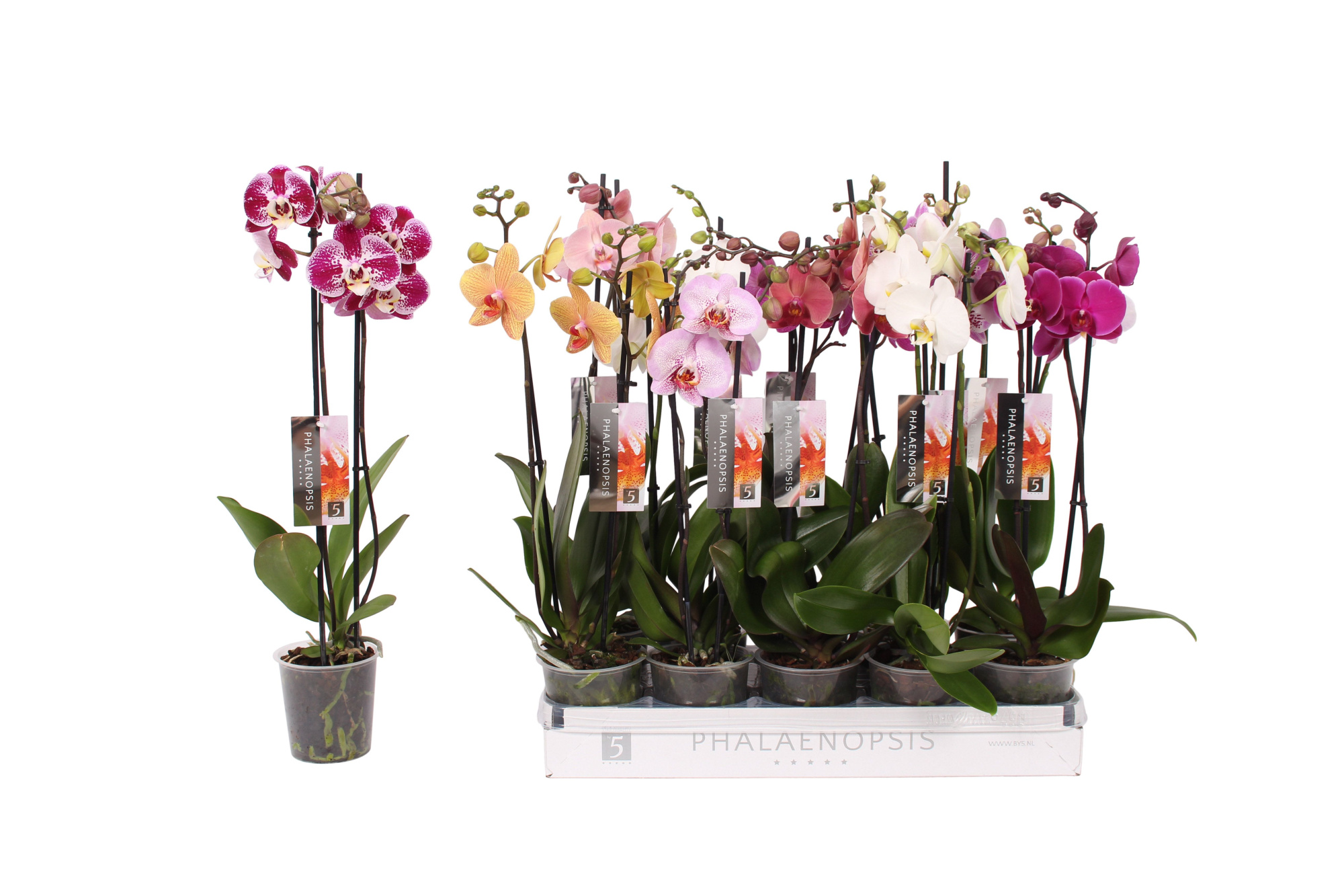 Phalaenopsis 6 color mix, 2-spike 14+, D 12 cm