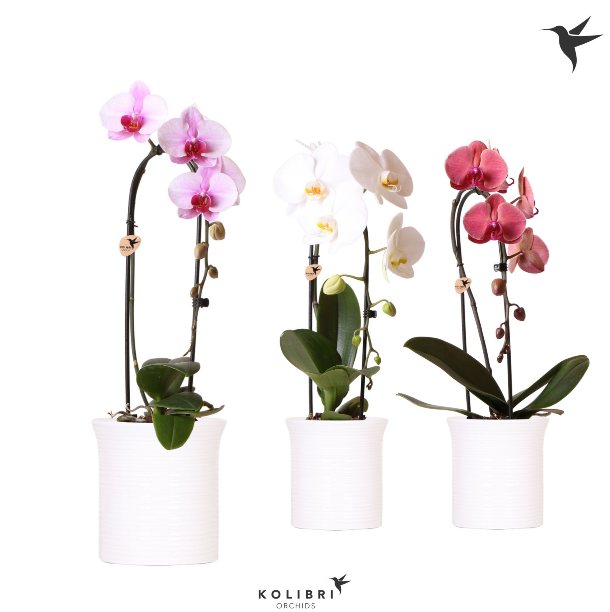 Kolibri Orchids Cascade Niagara Fall mix 1 spike in Furrow pot white, D 12 cm