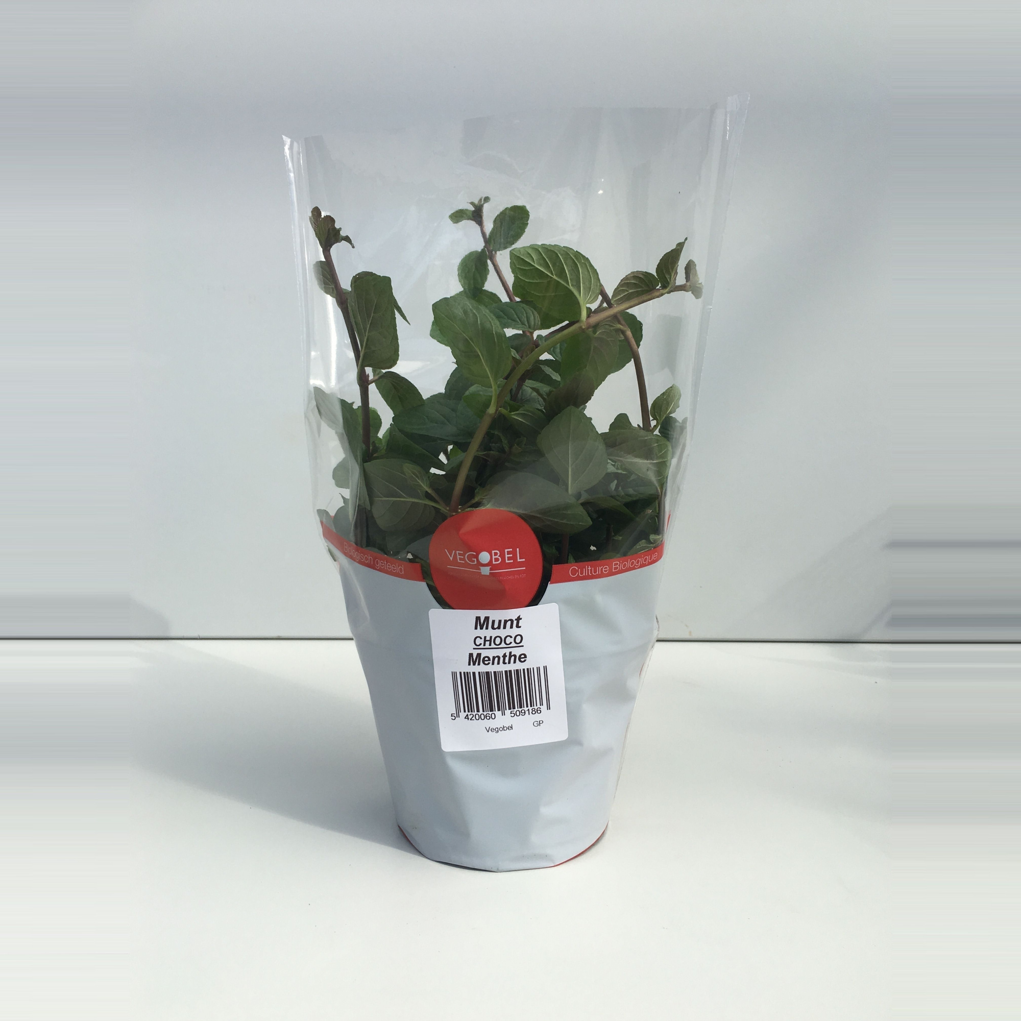 Munt Chocolade P12, D 12 cm