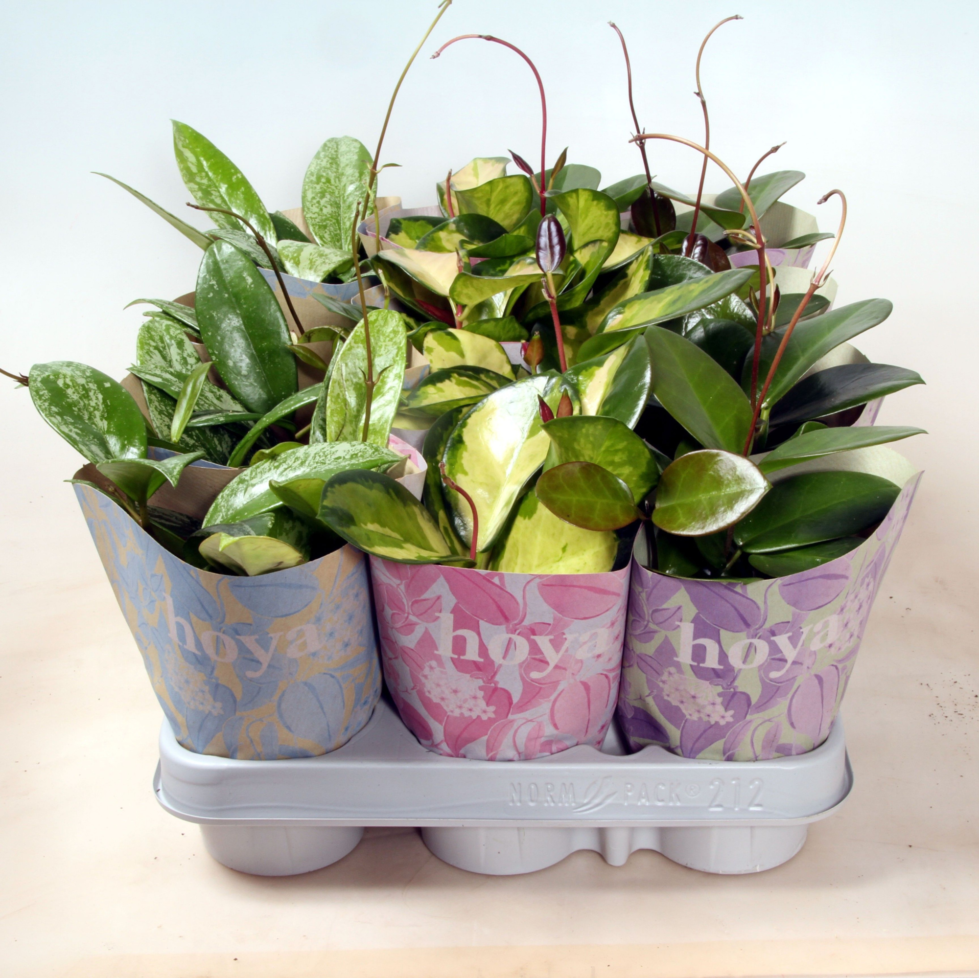 Hoya Carnosa mix in Design Paper Bags 9 cm, D 9 cm