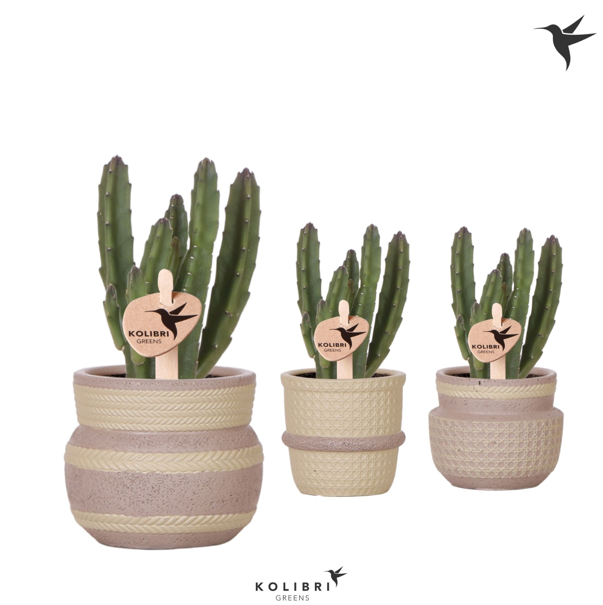 Kolibri Greens Stapelia Leendertziae in Ethnic pot khaki mix, D 6