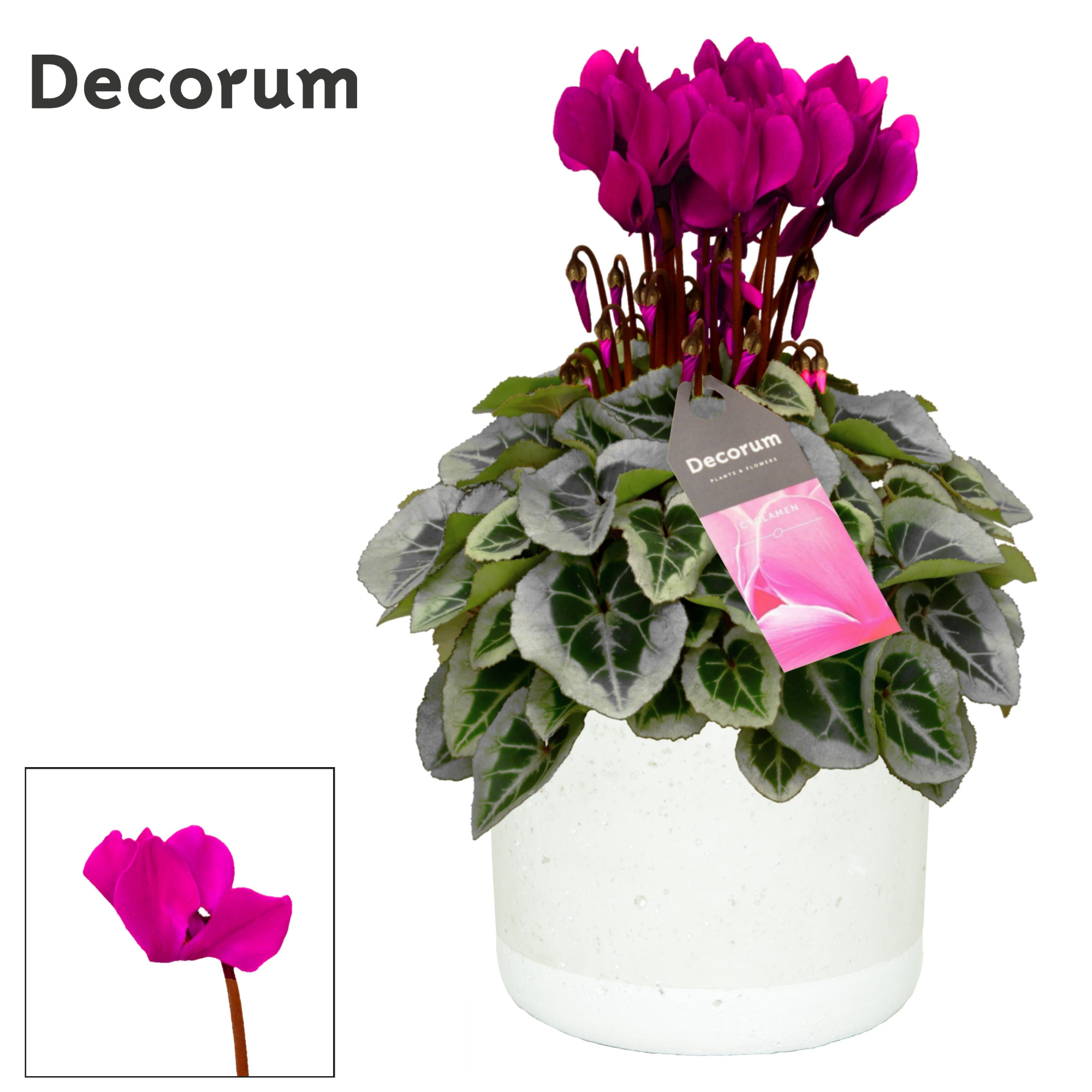 Cyclamen SS Picasso Paars in Jade Decorum, D 14 cm