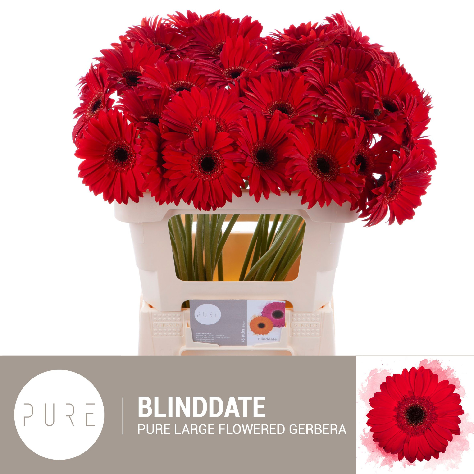 Гербера Блайнддэйт, шт.