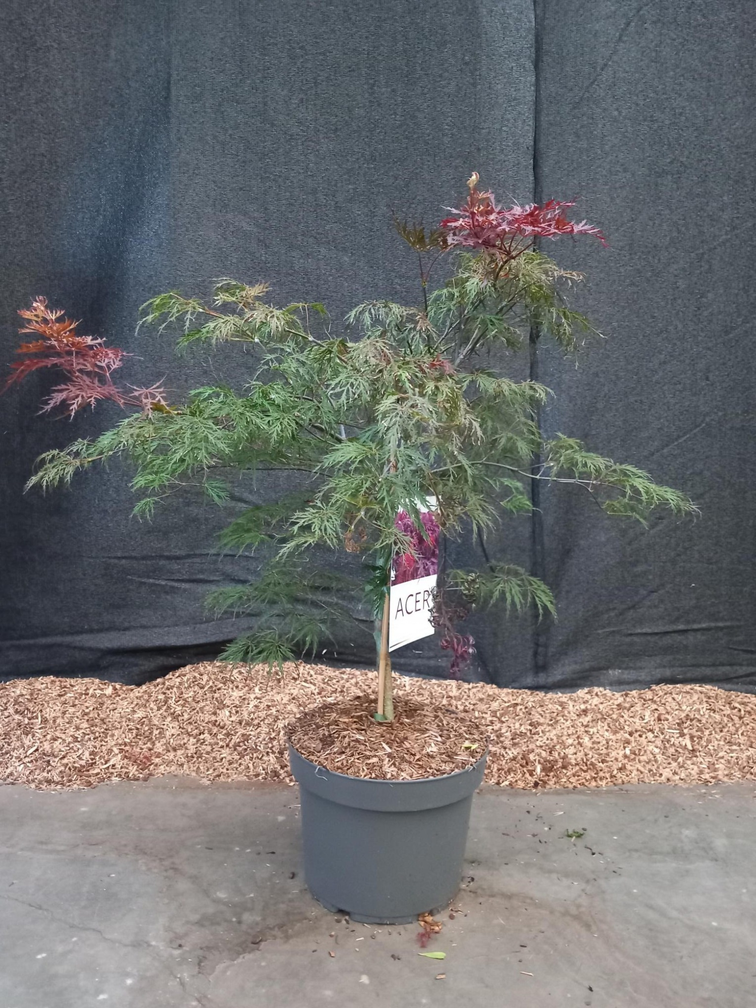 Acer palmatum Inaba-Shidare, D 29 cm