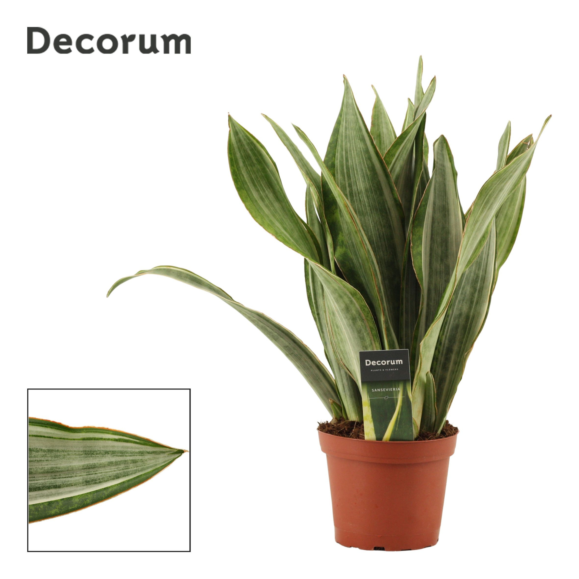Sansevieria Aubrytiana 14 cm Marlowe(Decorum), D 14