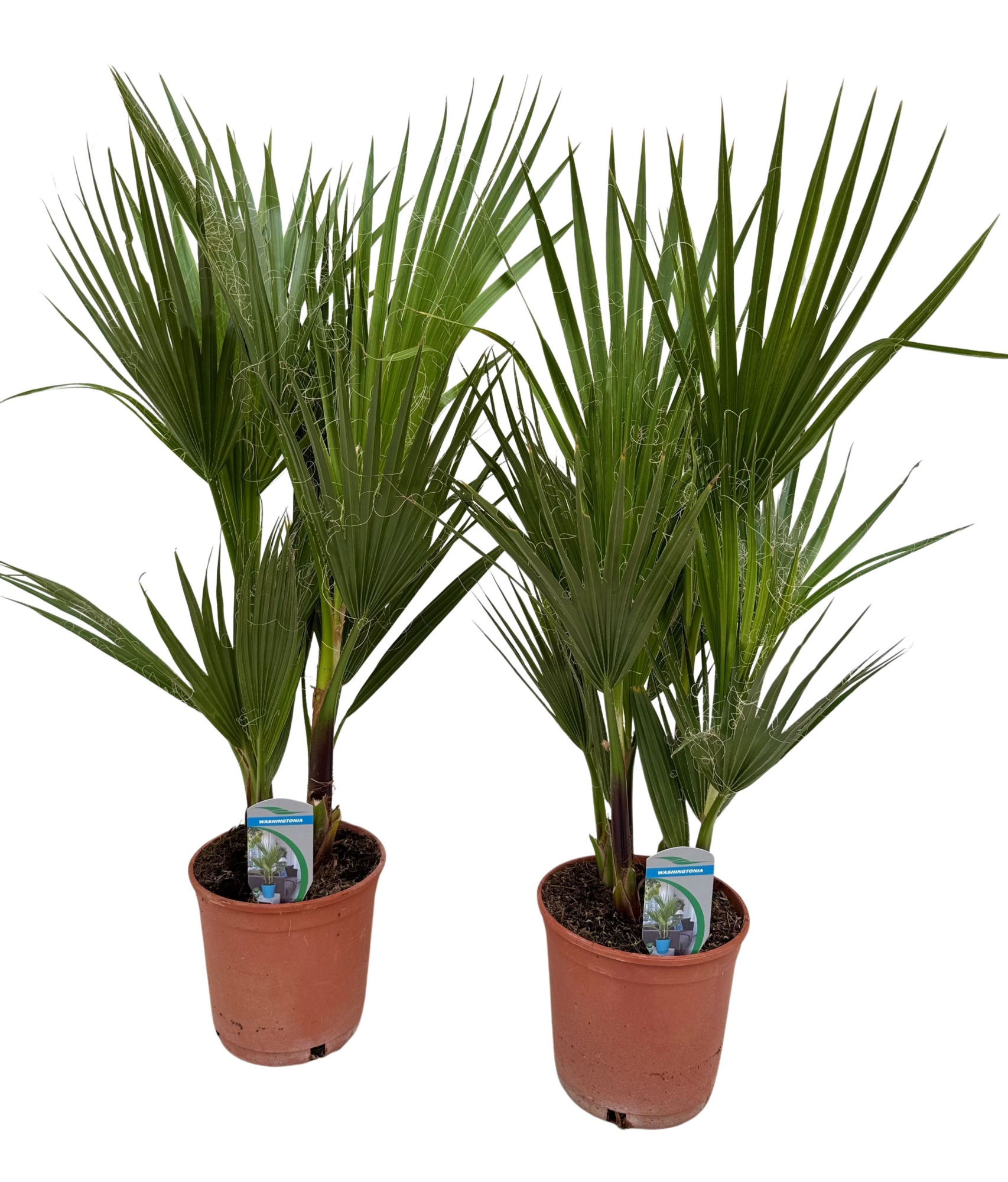 Washingtonia filifera P18, D 18 cm