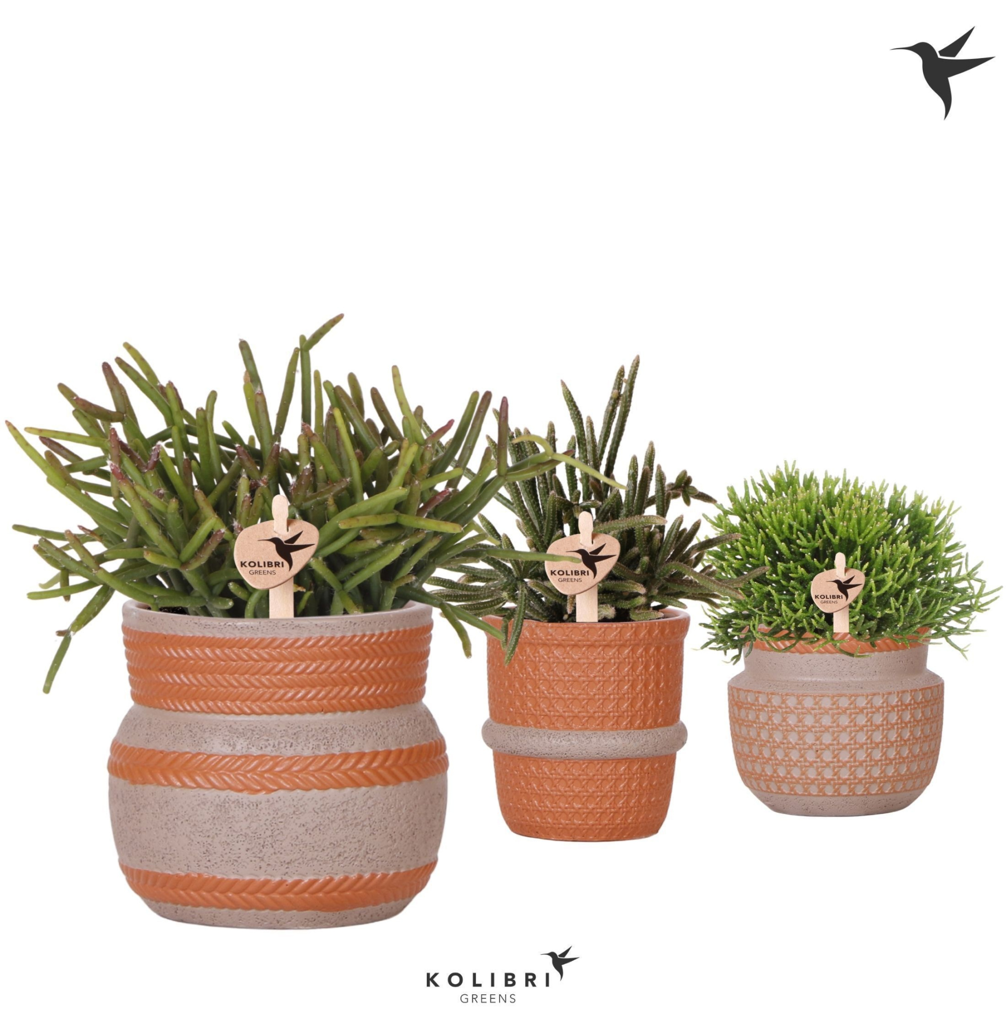 Kolibri Greens Rhipsalis mix in Ethnic pot terracotta mix, D 9 cm