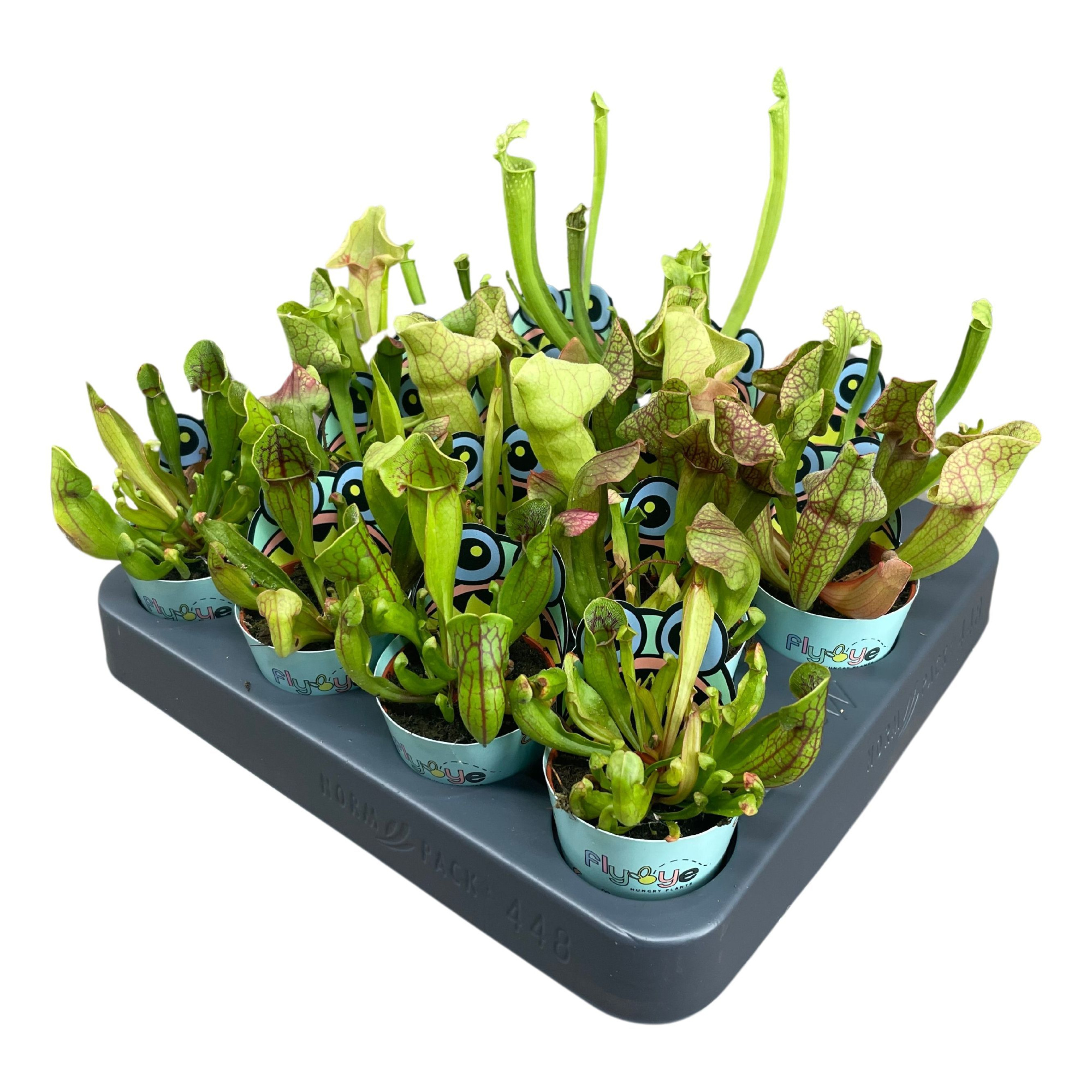 Sarracenia mix 5,5 cm in Flybye potcover, D 5,5 cm