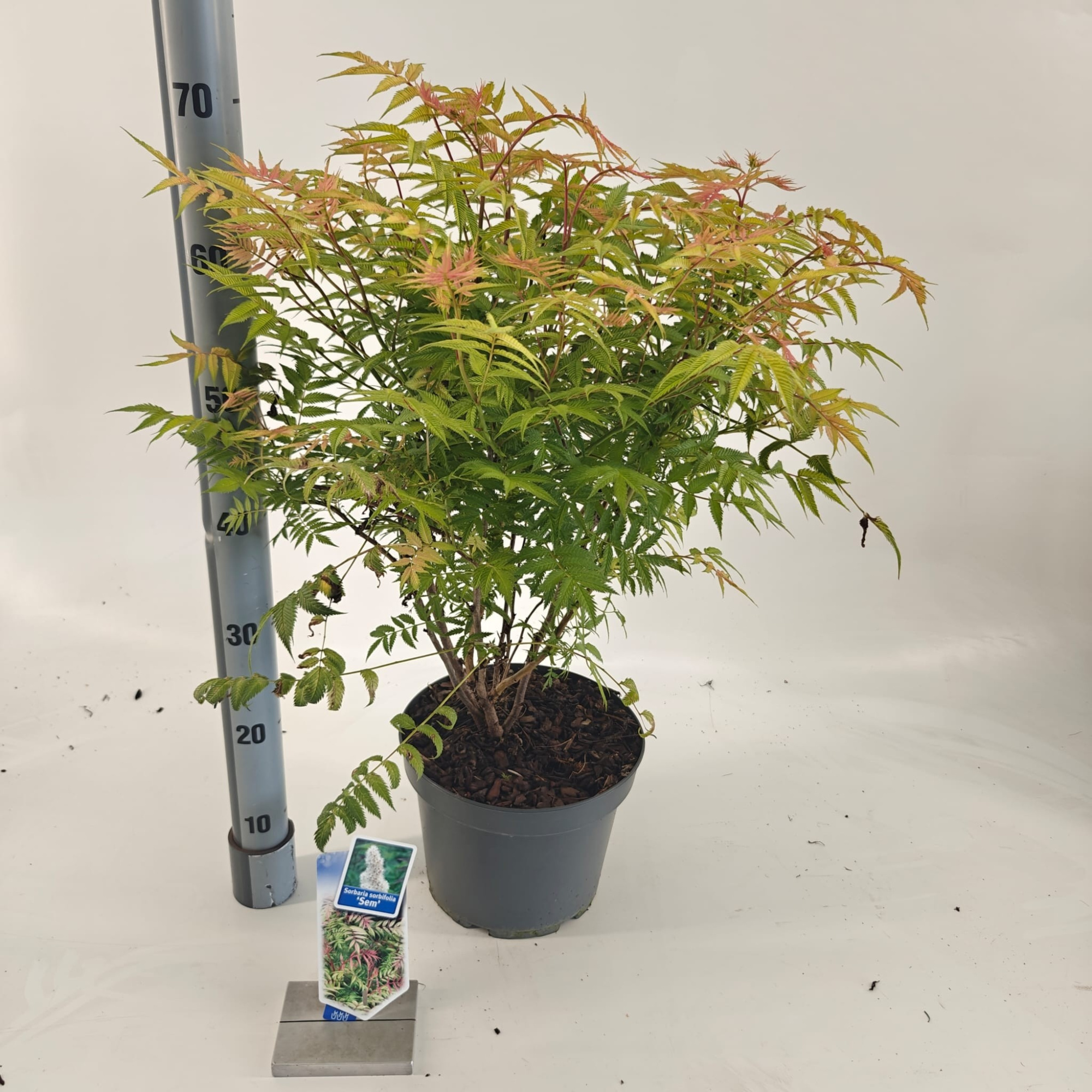 Sorbaria sorb. 'Sem' PBR, D 23 cm