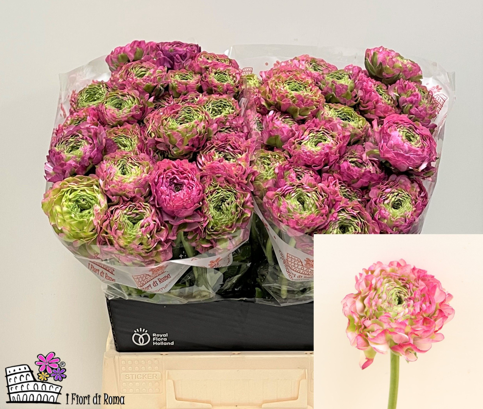 Ранункулус Пон Пон Мальва 45 (зелено-роз.), шт.