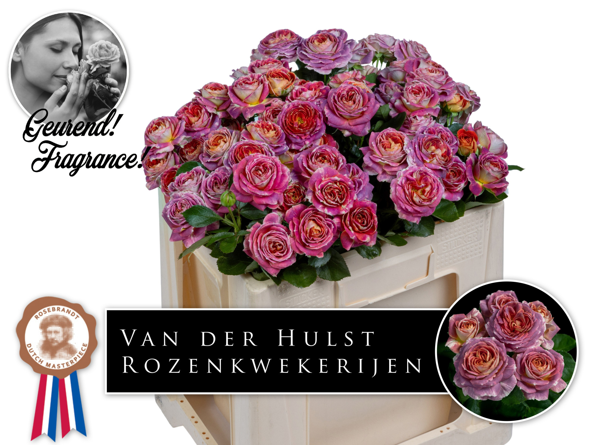 Роза куст. Мэджик Страйк 50, шт.