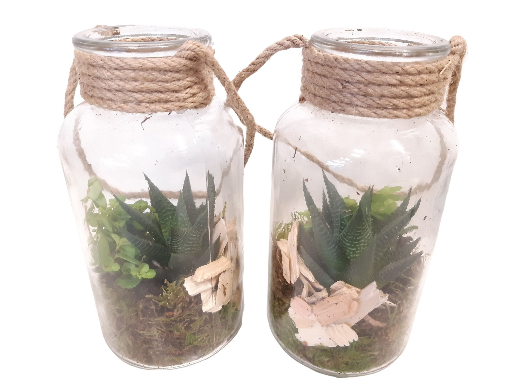 709 RP Fles10/20 Terrarium Succulentmix, D 10 cm
