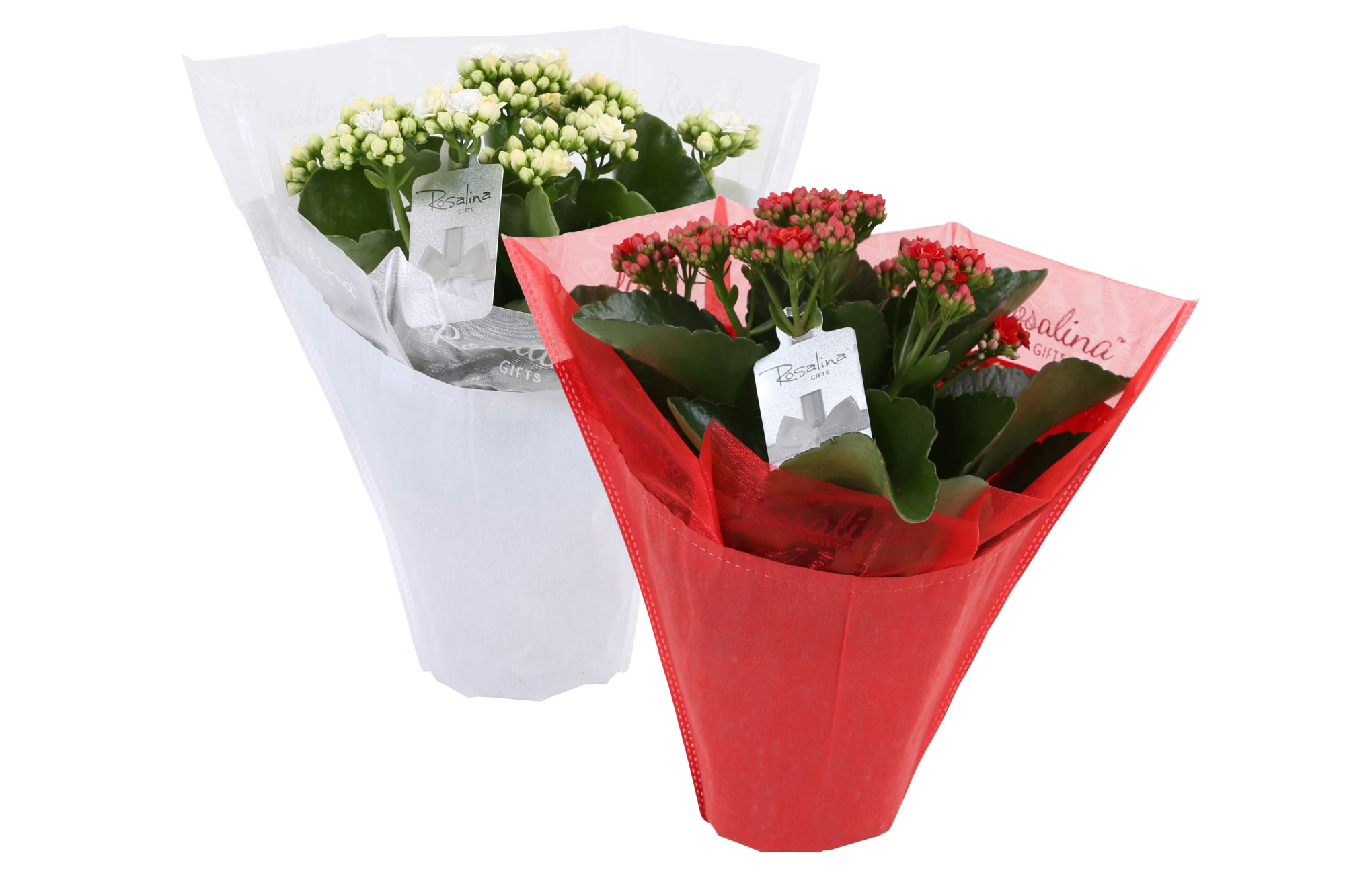 KP-729.2 - Kalanchoe Rosalina rd/wt 12cm Gifts met chique etiket, D 12