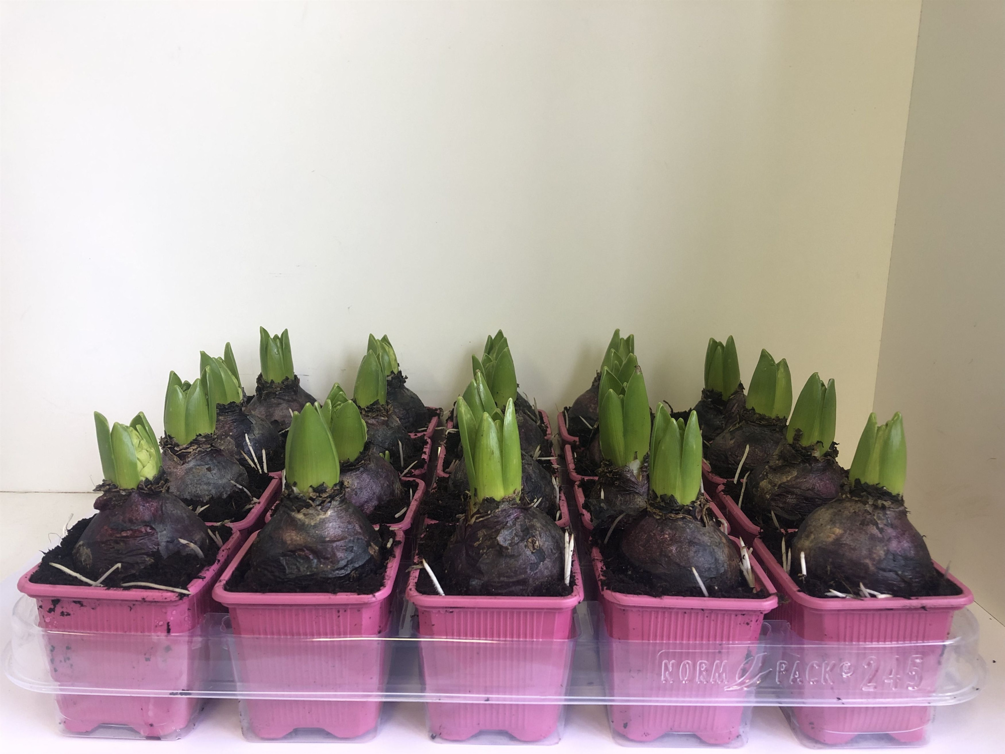 7 cm Hyacint Pink Pearl zonder etiket, D 7 cm