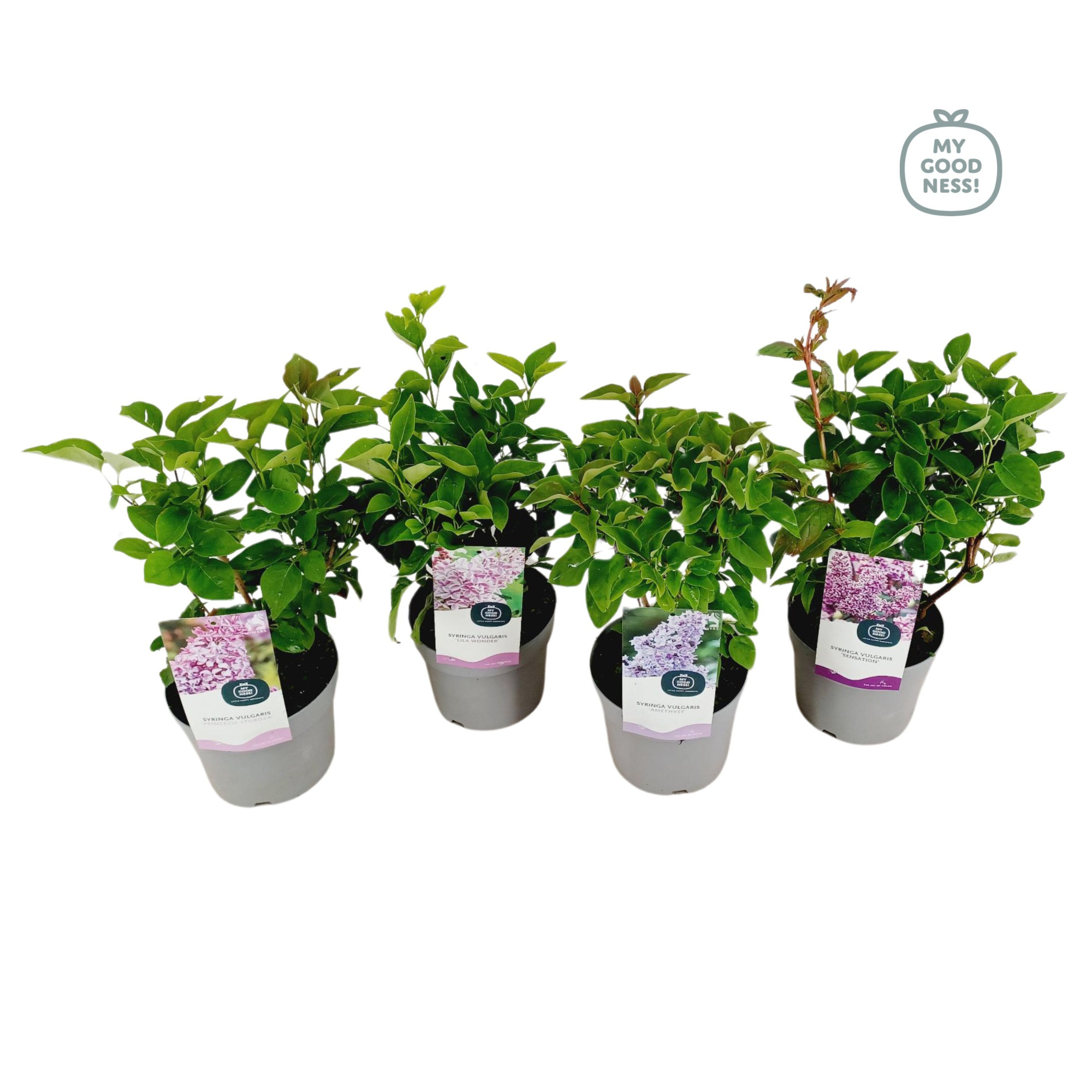 Syringa Vulgaris c2 ' MIX', D 17 cm