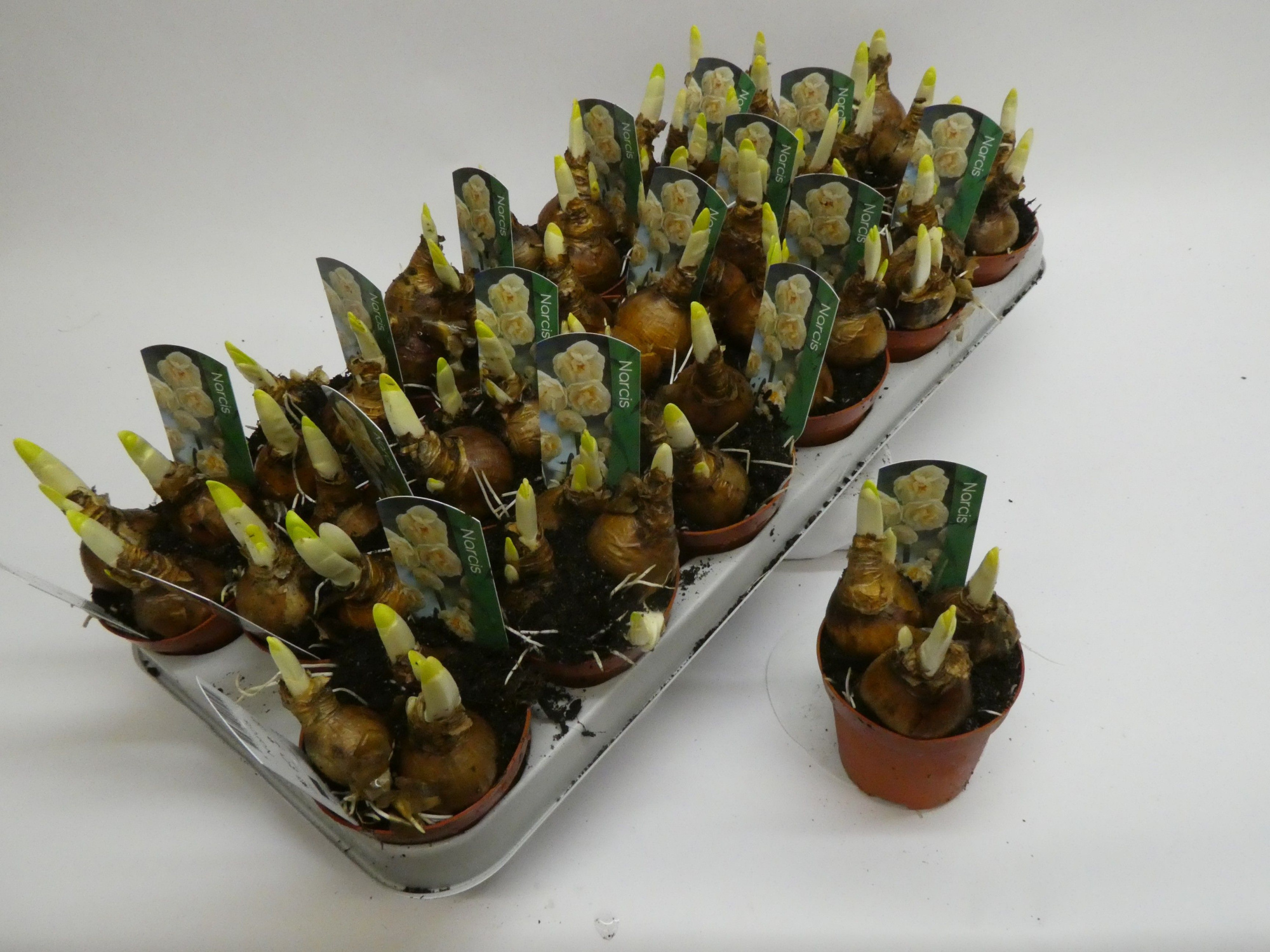 Narcissus Dubbele Grp 'Bridal Crown', D 9