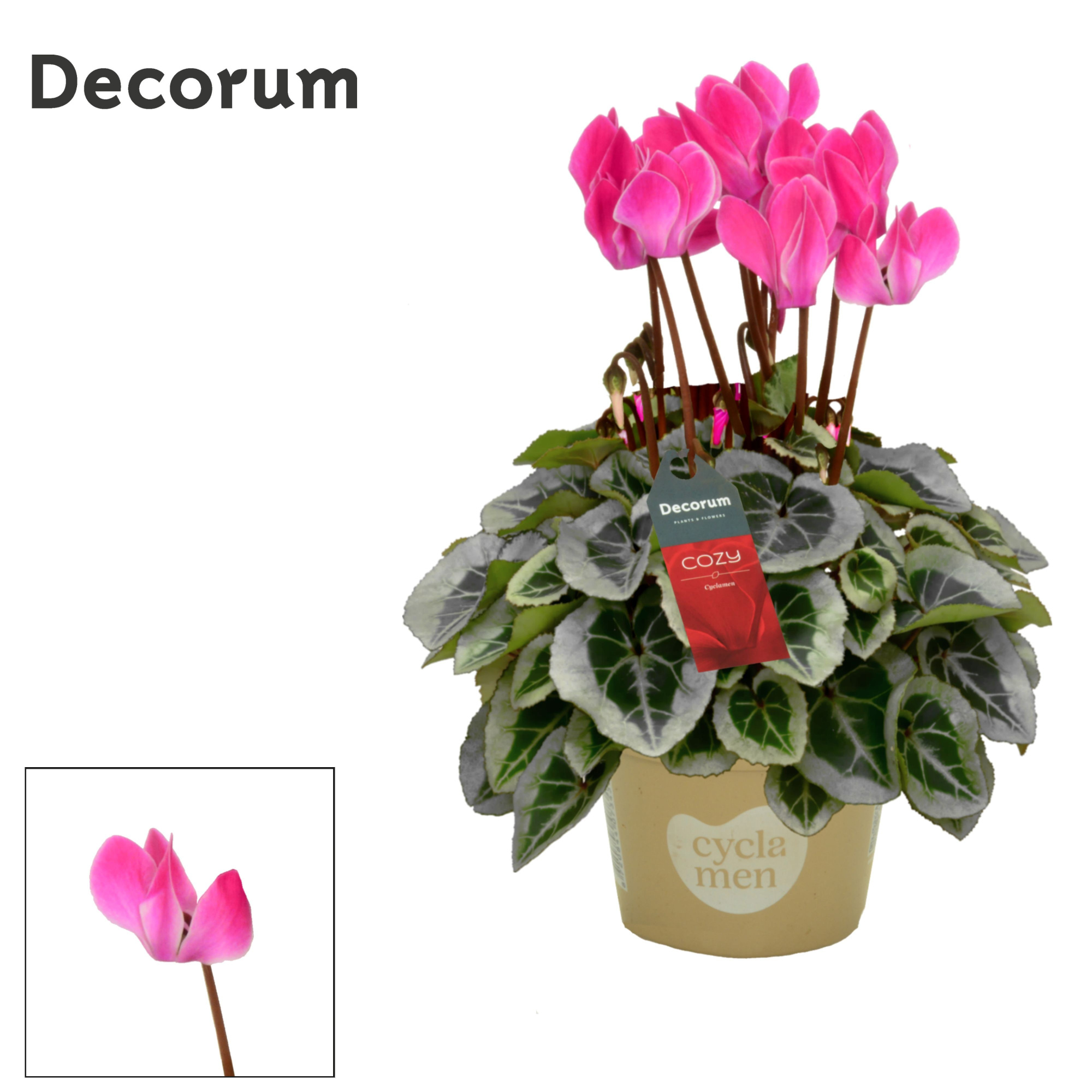Cyclamen SS Picasso Flamed mix Cozy, D 11 cm