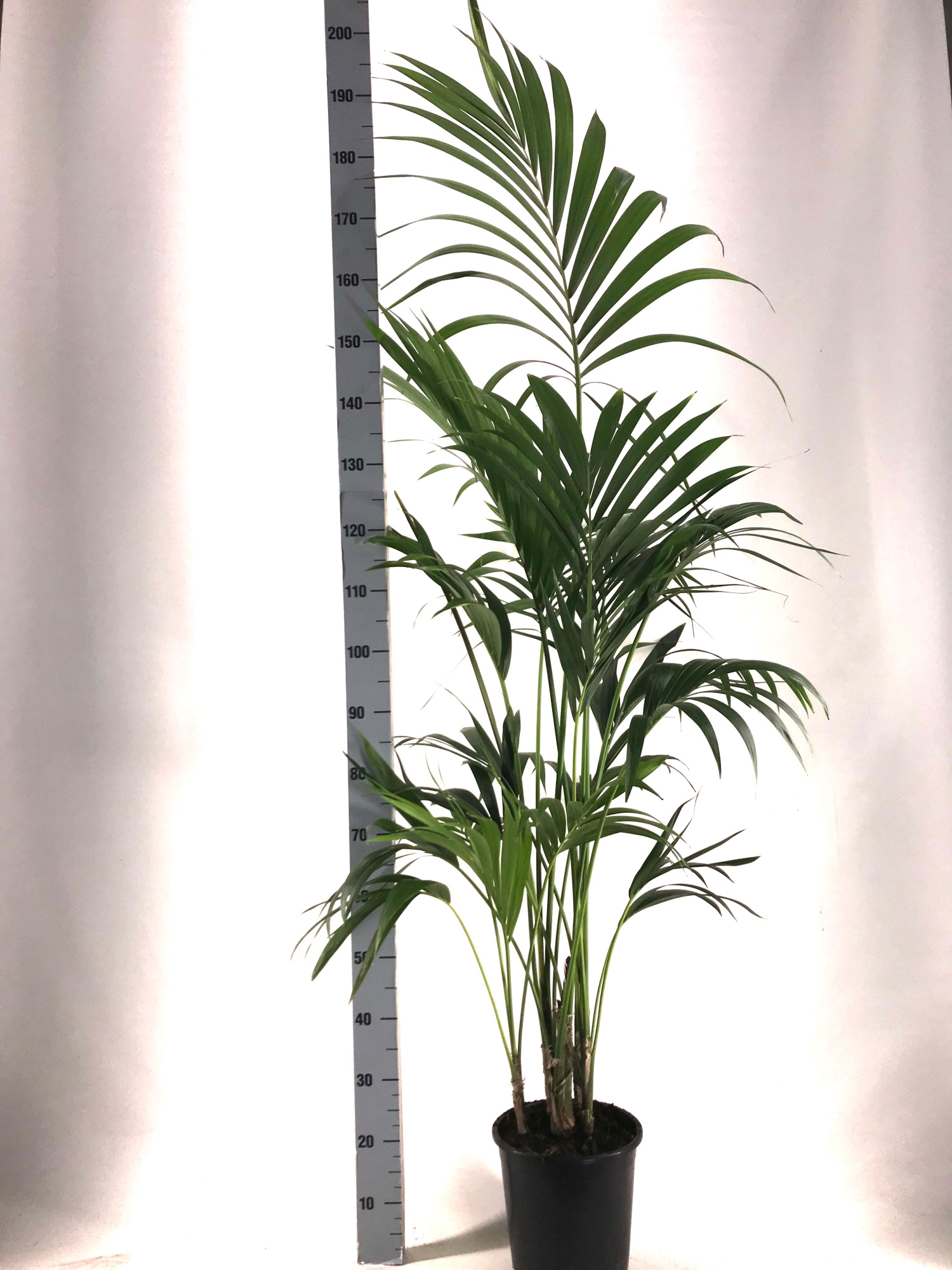 KENTIA - P24 H180 - 5PP - EcoLine (Howea forsteriana, D 24 cm