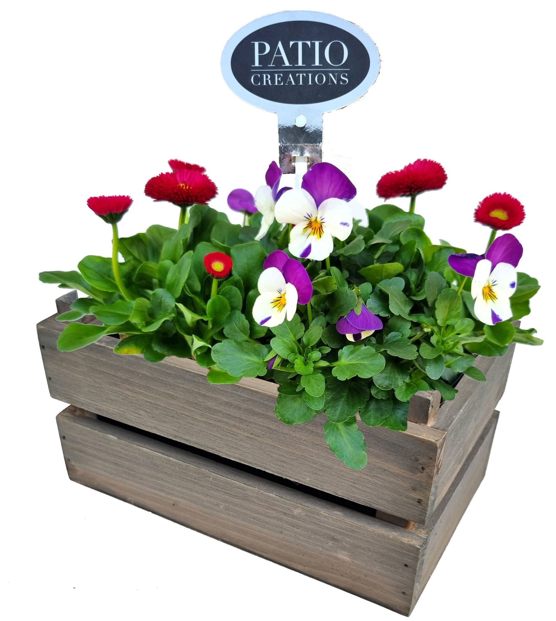 VB790-9001 Viola/Bellis houten kistje S, D 20