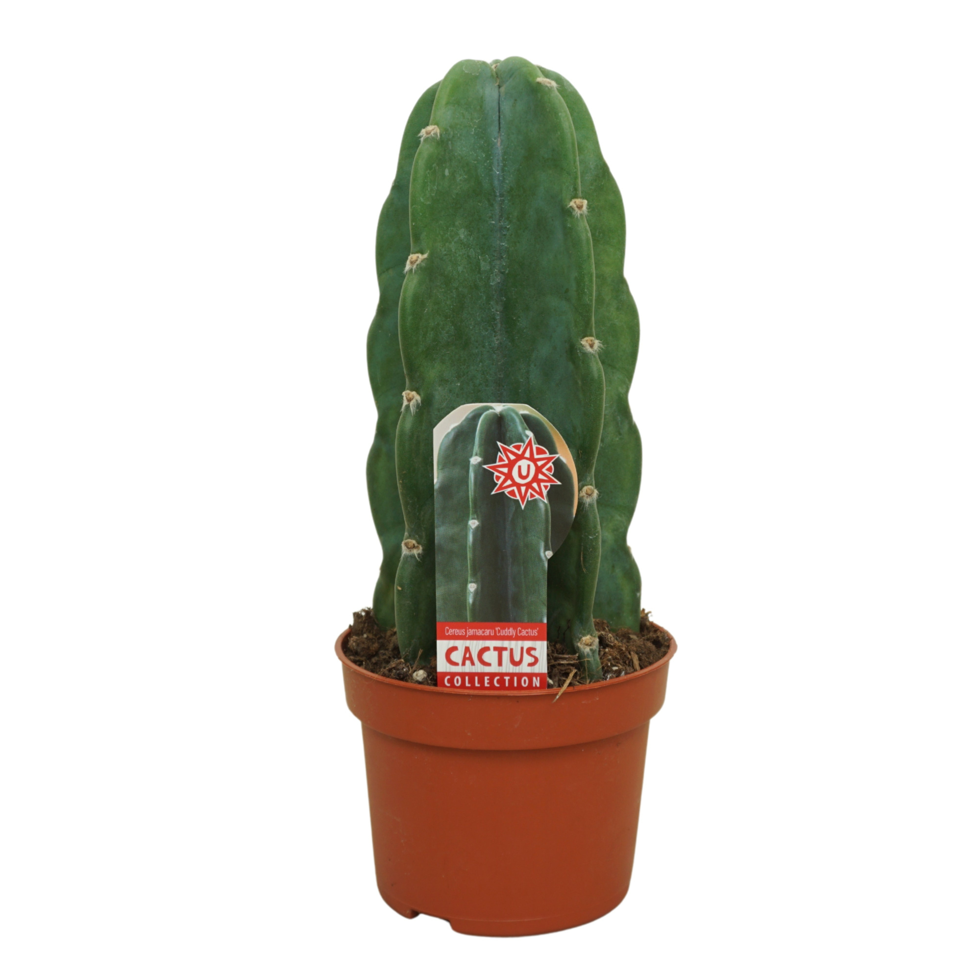 Cuddly Cactus 10,5 cm met etiket, D 10,5 cm