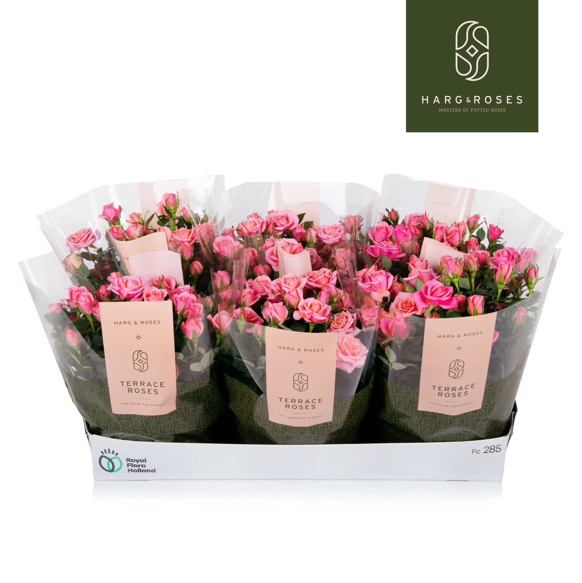 Rosa Kordana Schaal Flirt (roze), D 21 cm