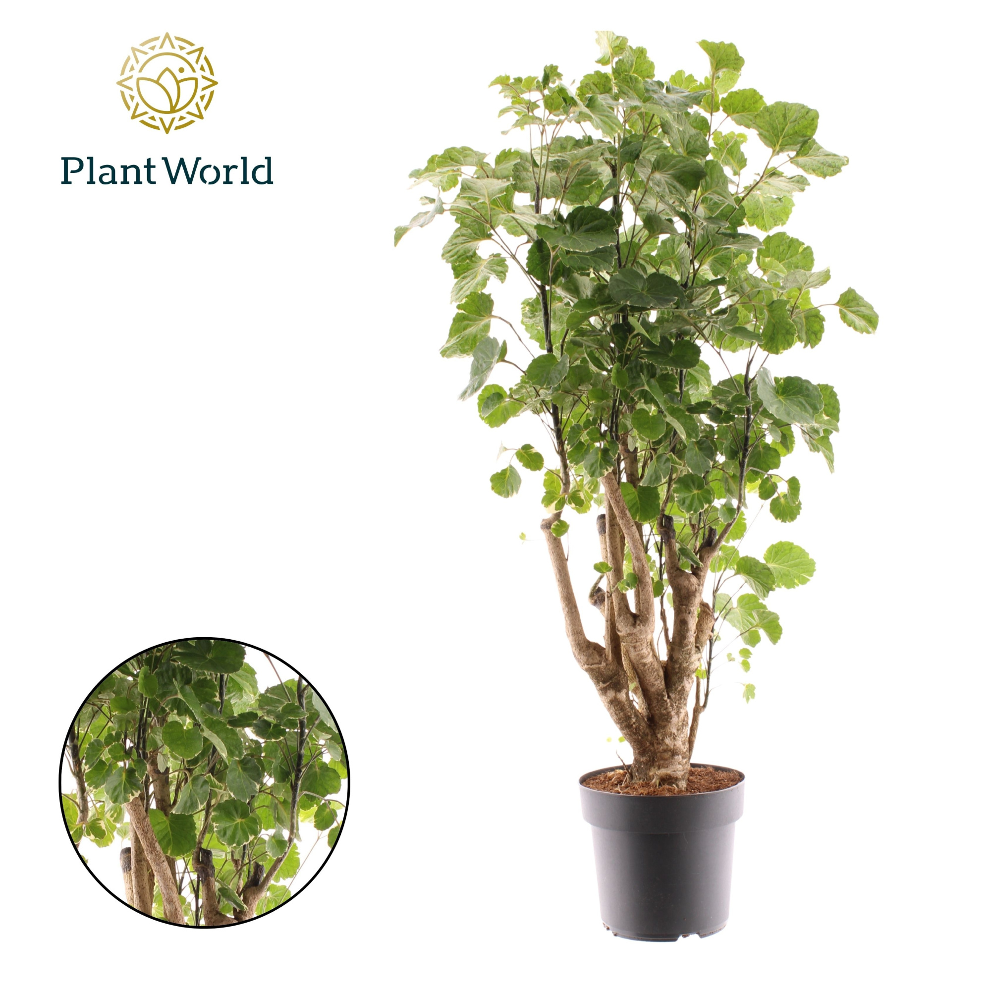 Polyscias Balfouriana vertakt, D 21 cm