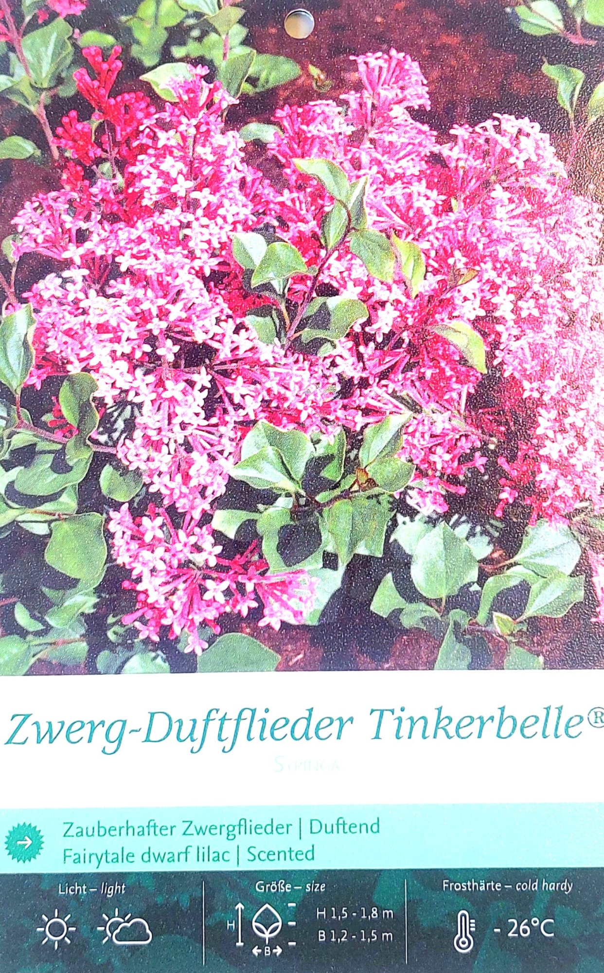 Syringa 'Tinkerbelle' 30-40C5, D 23 cm