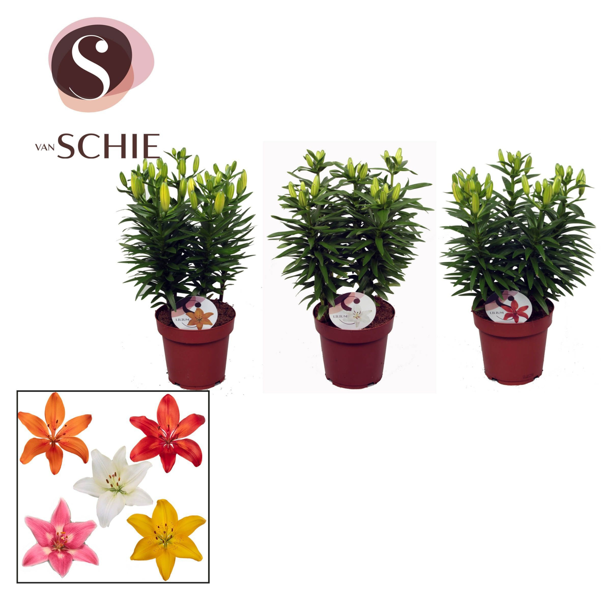 Aziaat Mix 19cm, D 19