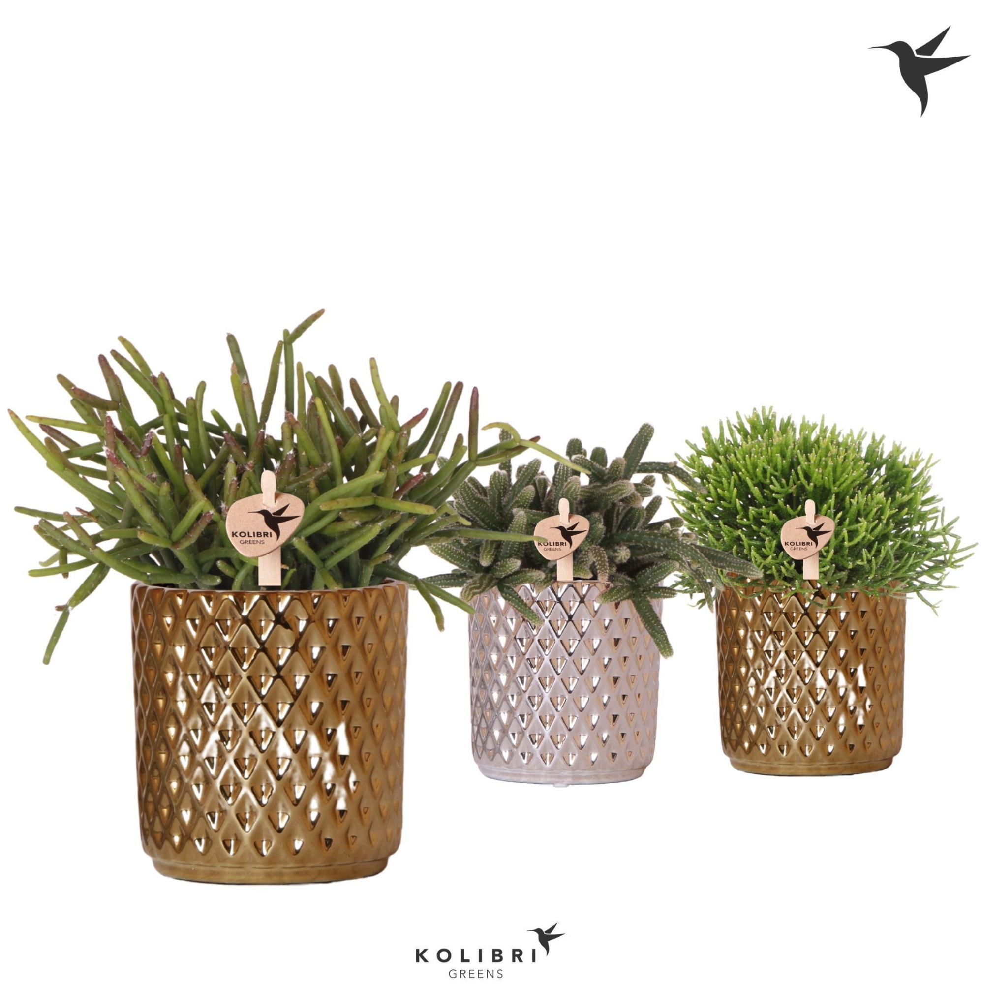Kolibri Greens Rhipsalis mix in Diamond pot gold silver mix, D 9 cm