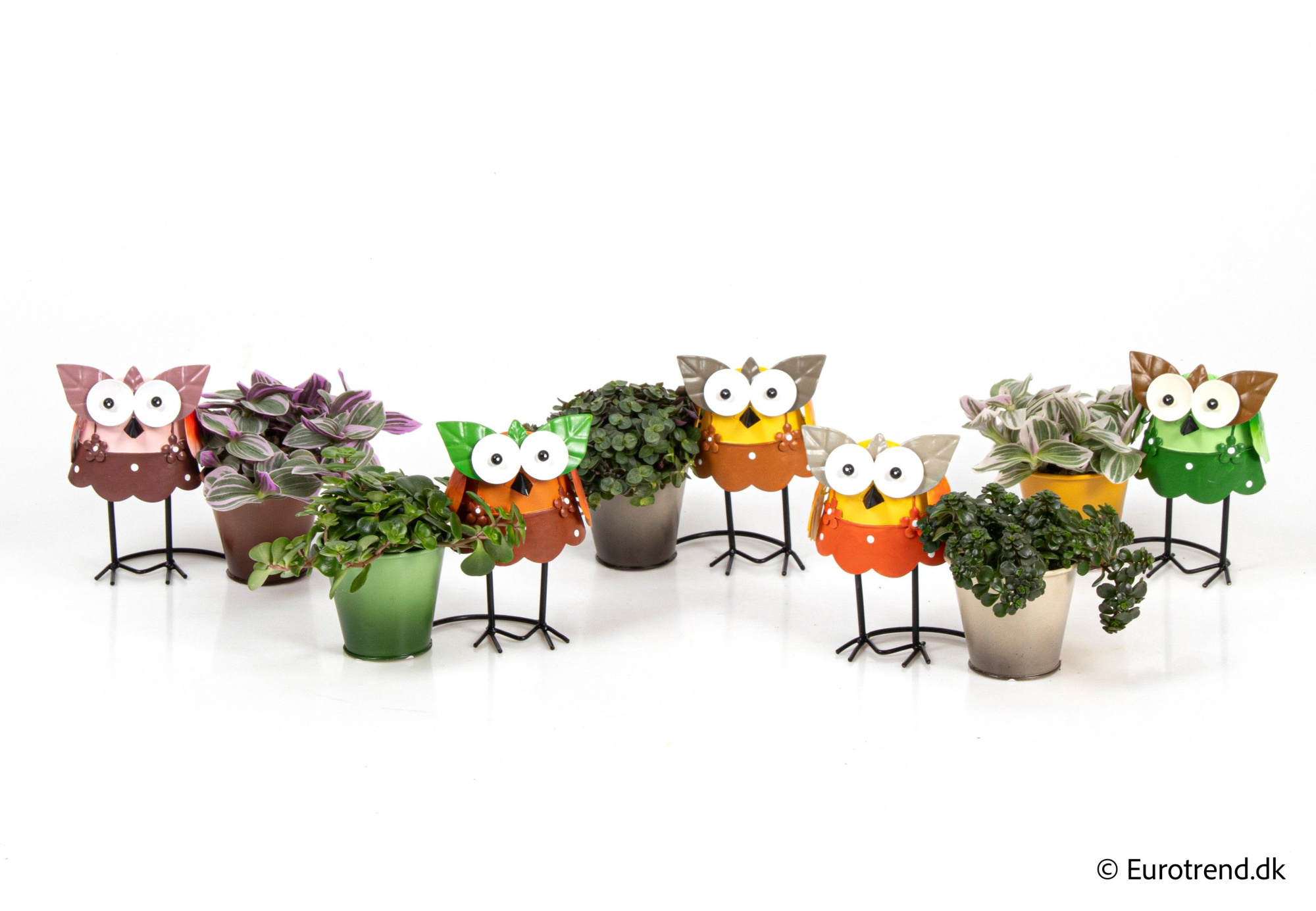 Green mix in owl metal pots - Spring, Summer & Autumn 2025, D 6 cm