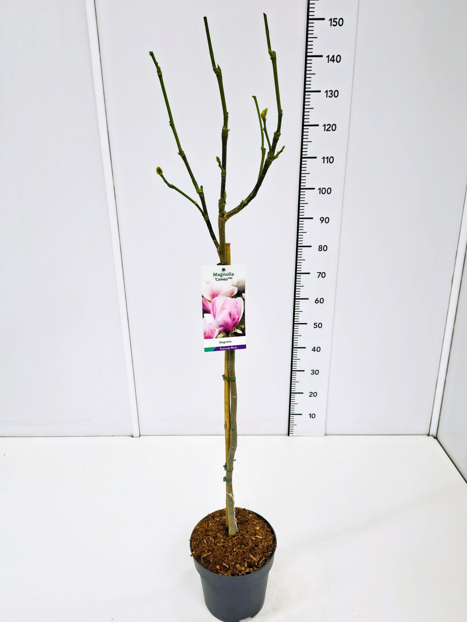 Magnolia 'Cameo' 80CMSTC5, D 23 cm