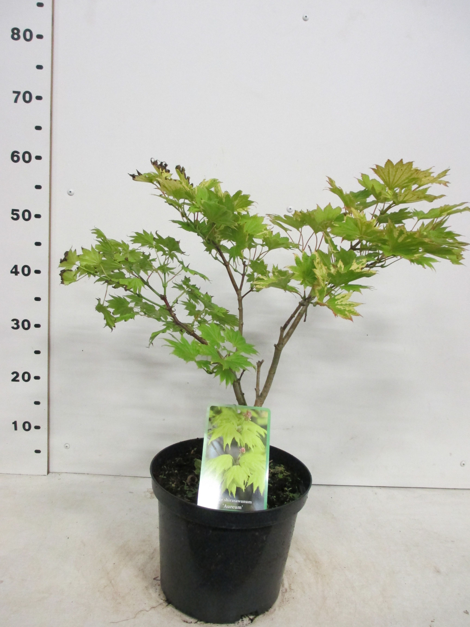 Acer shirasawanum Aureum 30-40 P23, D 23 cm