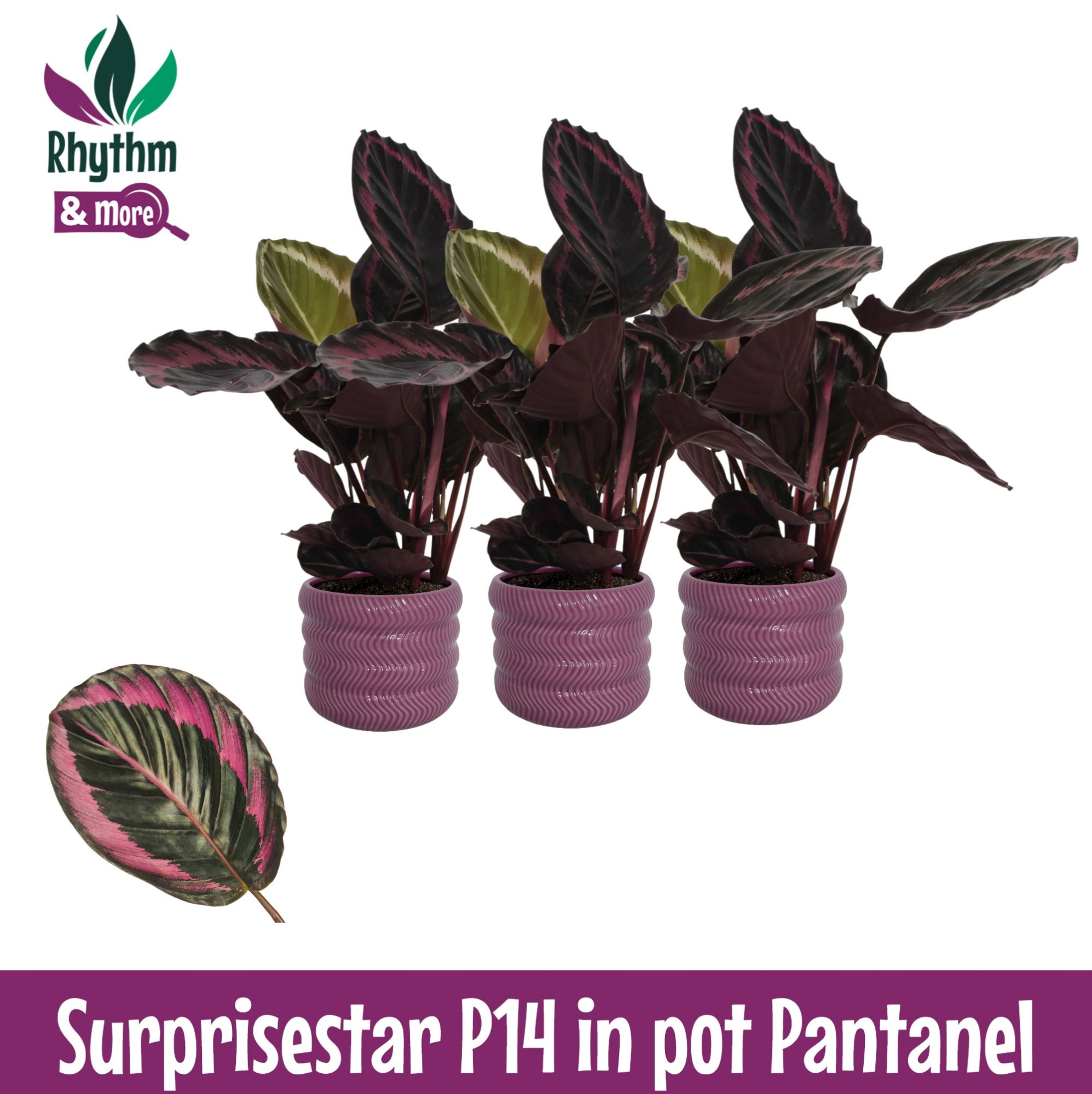 Calathea 14cm Surprisestar in Pantanel Keramiek - Rhythm &More, D 14 cm