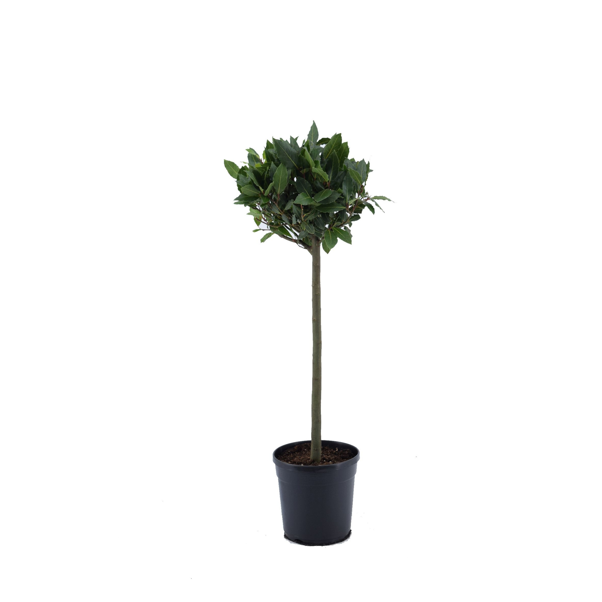 Laurus nobilis Bol op stam, D 20 cm