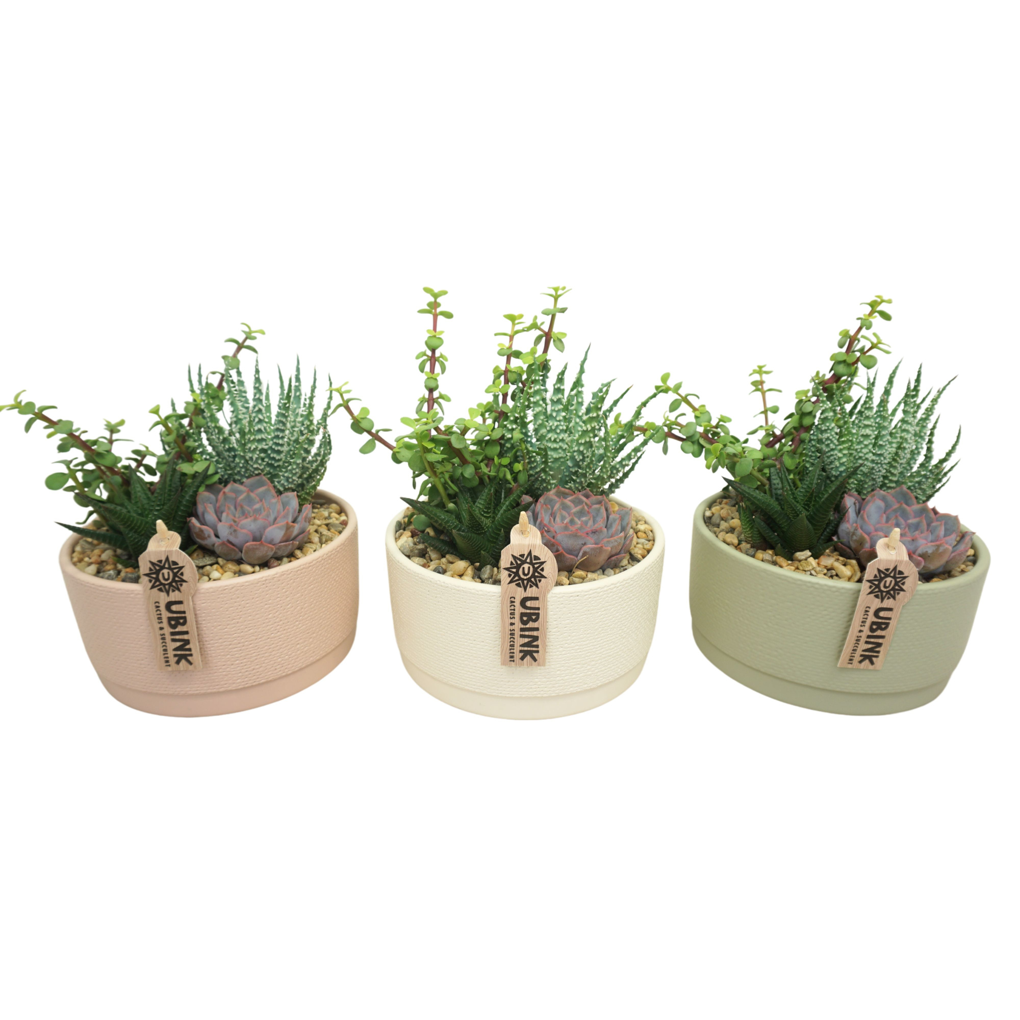 Succulent beplant in Pastel schaal 19 cm (3 assorti), D 19 cm
