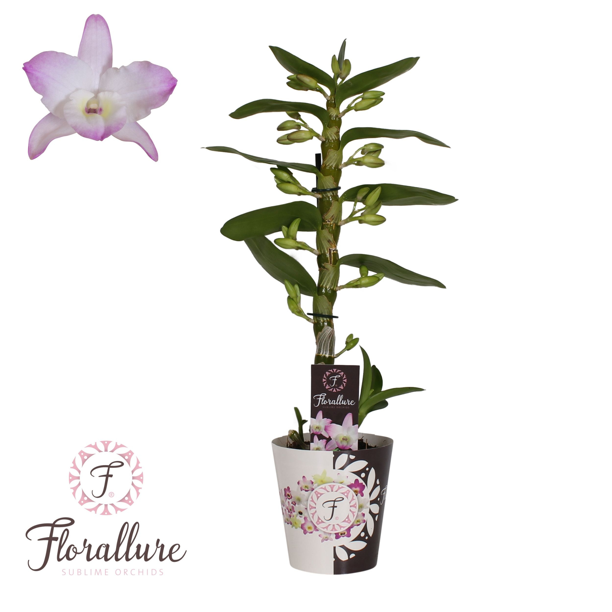 Dendrobium Nobile Kumiko 1 stam 10+ tros Florallure, D 12