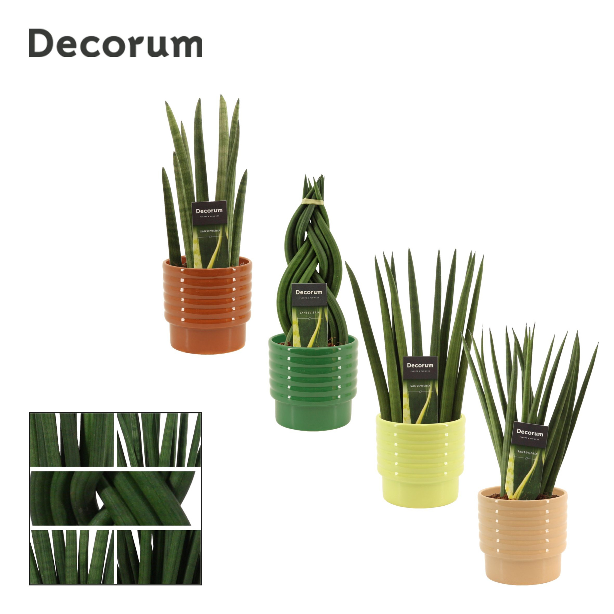 Sansevieria cylindrica 12 cm mix in Naemi (Natural bubble-collec, D 12 cm