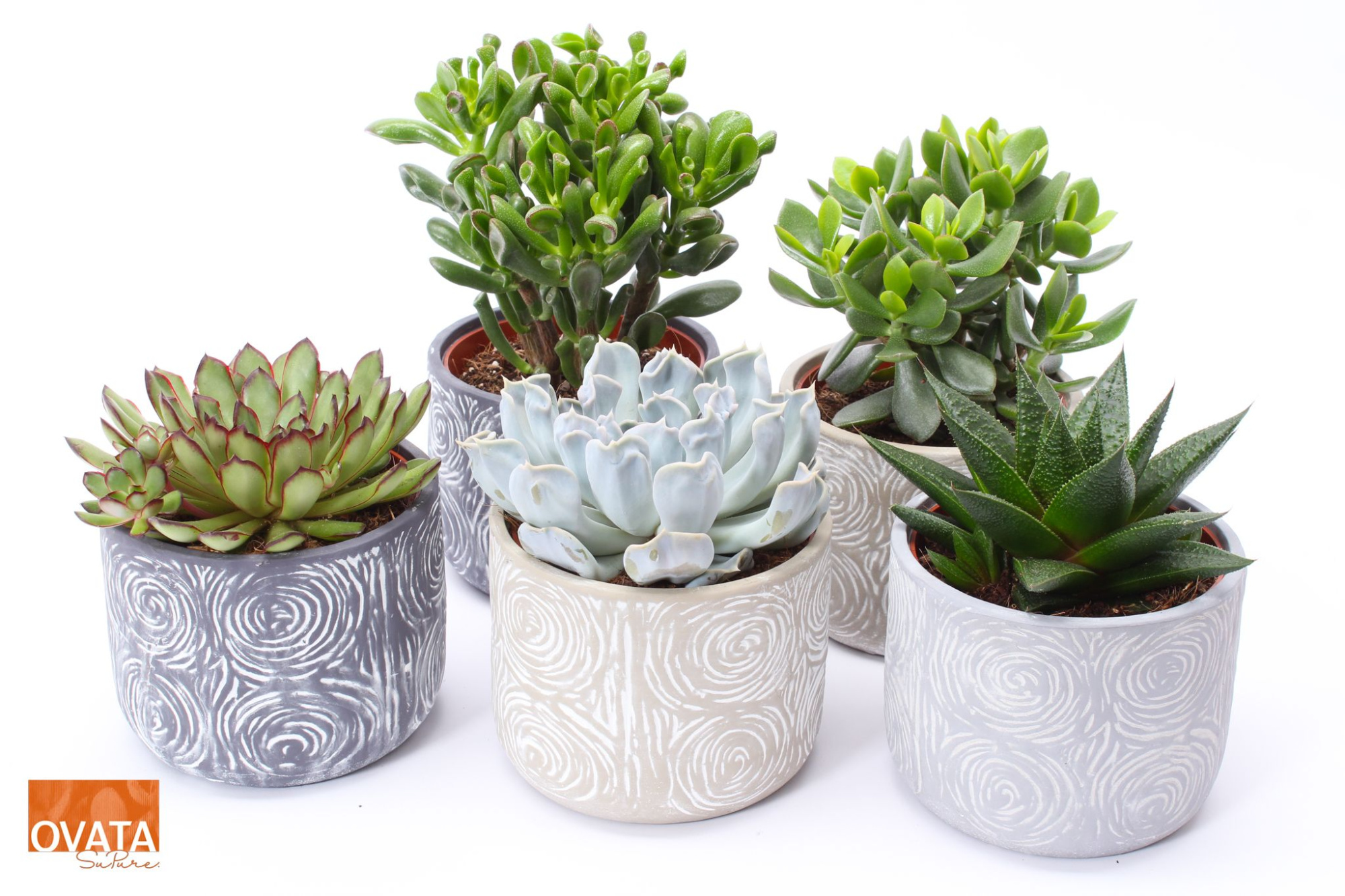 Succulent mix in Toledo 14 UK - NON CITES, D 14 cm