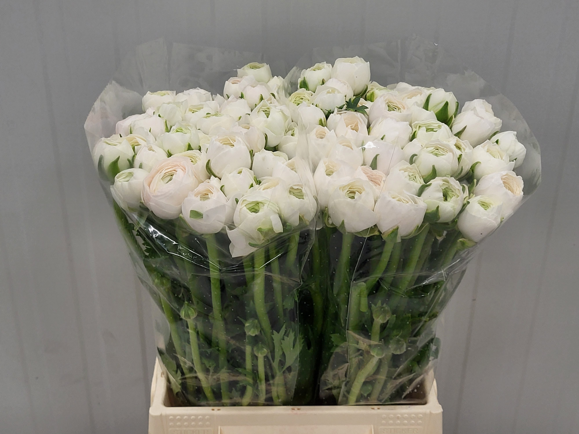 Ранункулус Саксесс Ханой 45, шт.