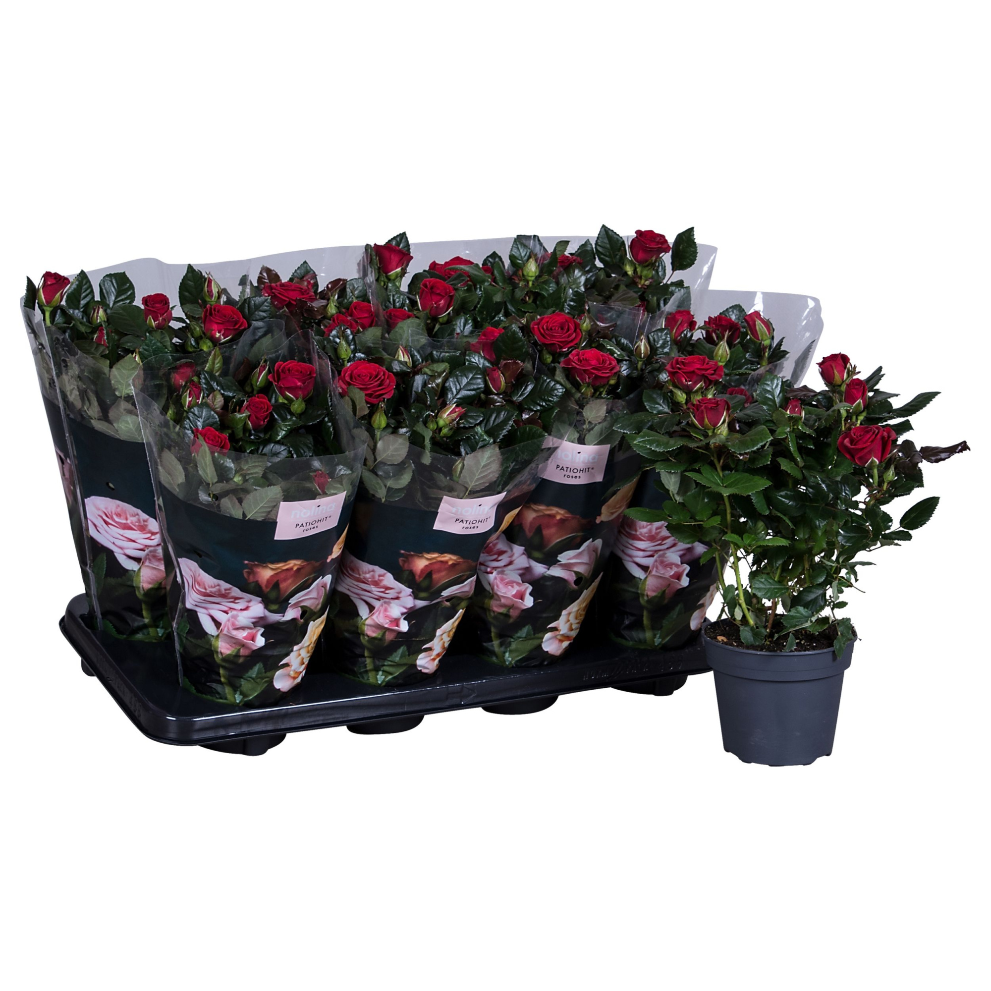 Nolina Roses Ø 13 cm Red st. 1-2, D 13 cm