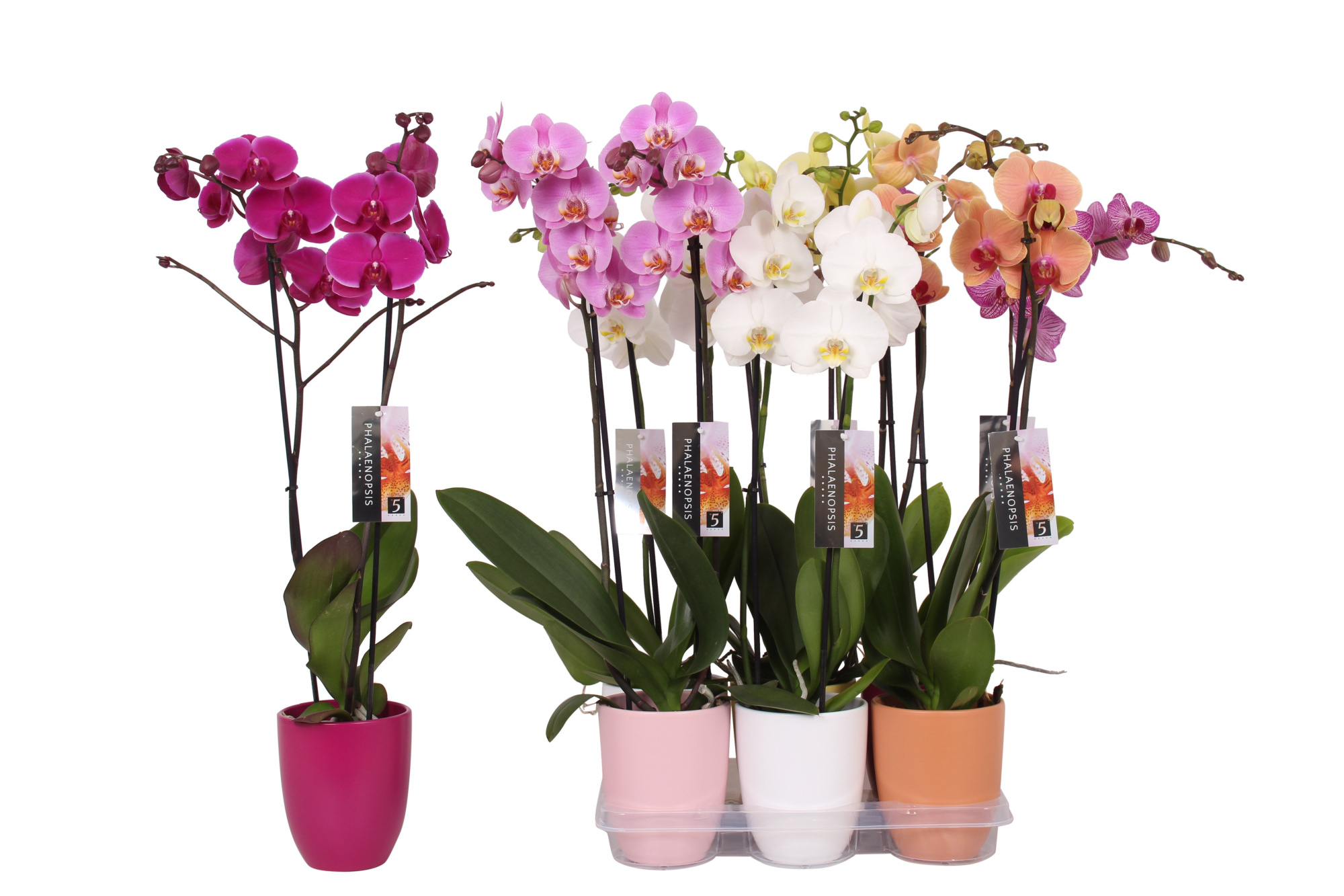 Phalaenopsis mix, 2-spike Ton sur ton Ceramics, D 12 cm