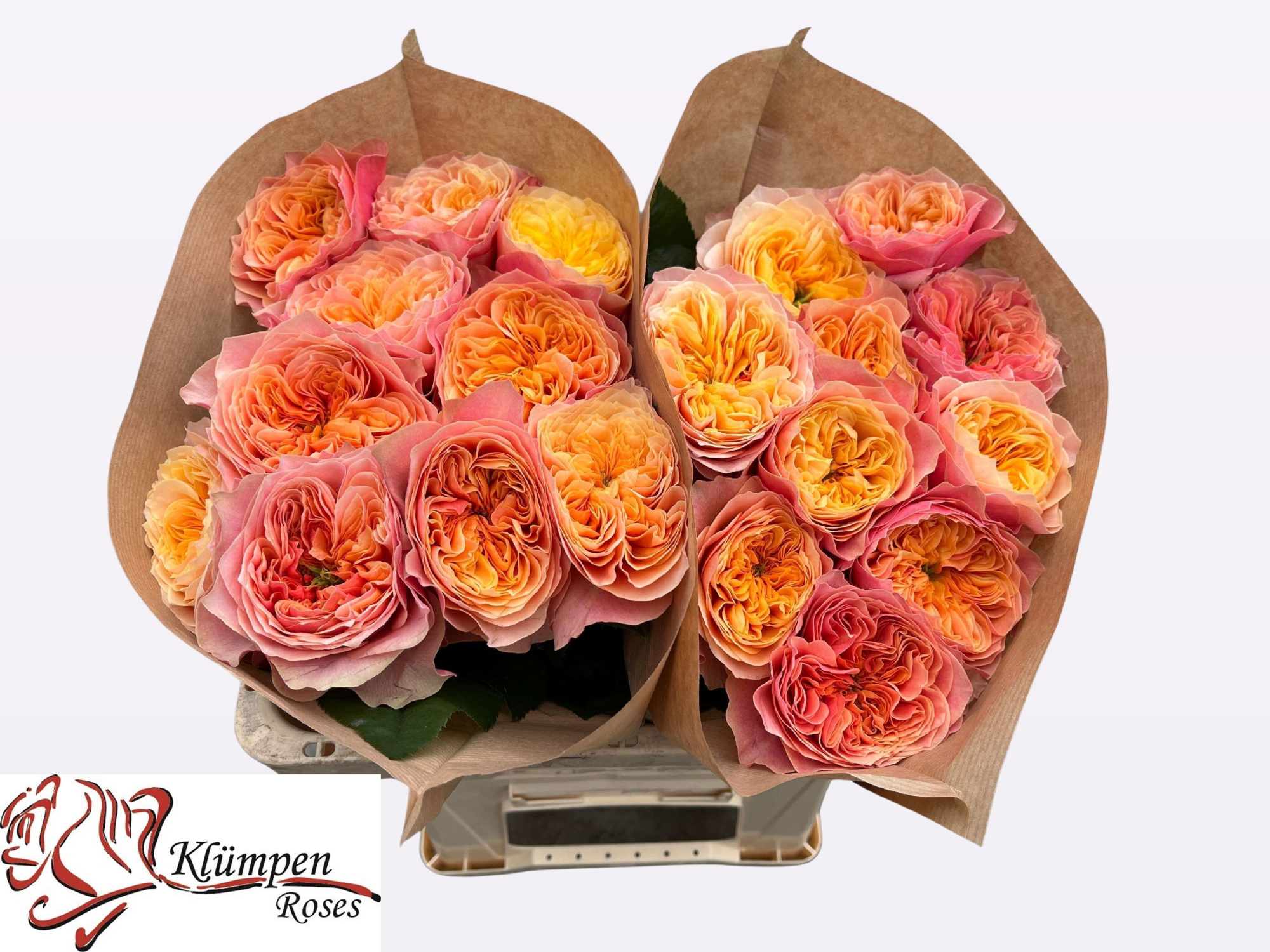 Роза од. Кинсингтон Гарденс! 50, шт.