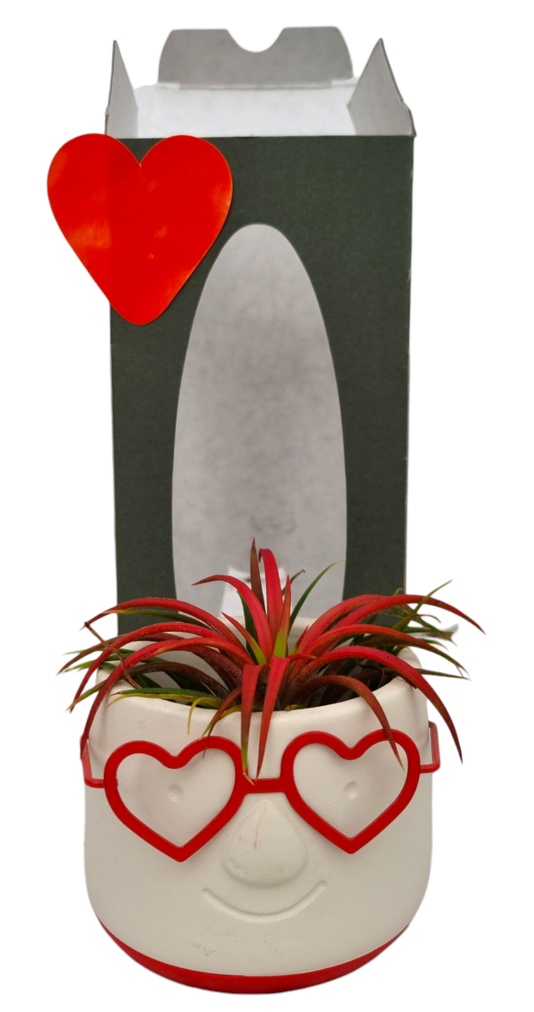 Tillandsia Love Dude gift package, D 9