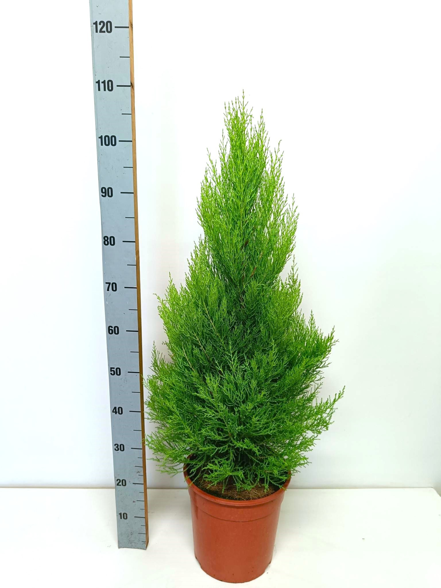 cupressus Goldcrest Wilma "p27 piramide", D 27 cm