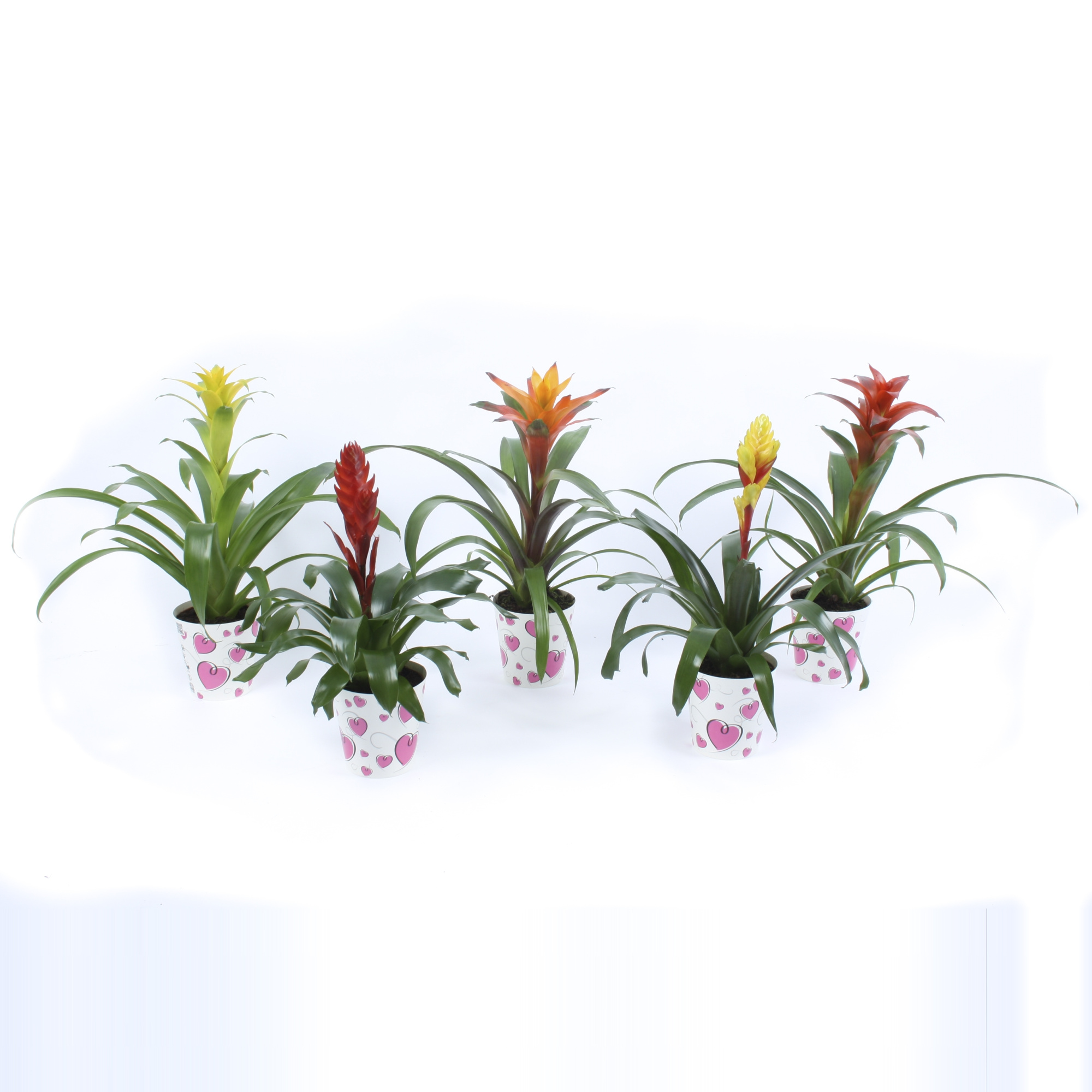 Bromelia Mix in true love hart cover Roze, D 12,5 cm