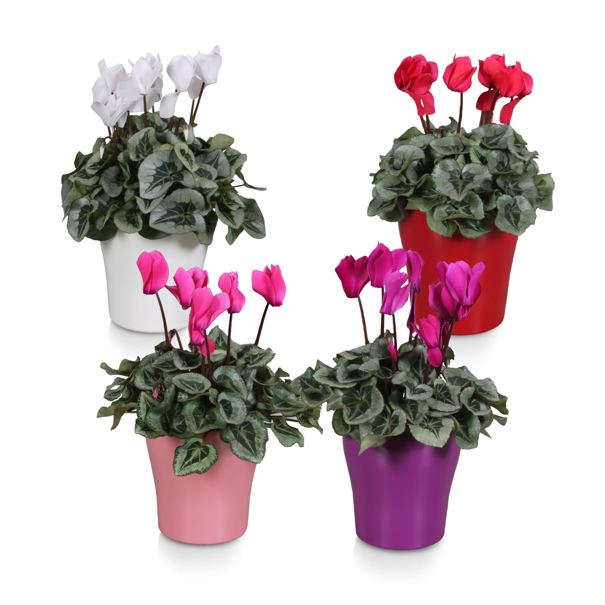 Cyclamen Super Serie Rembrandt in "Bombé" keramiek, D 14 cm